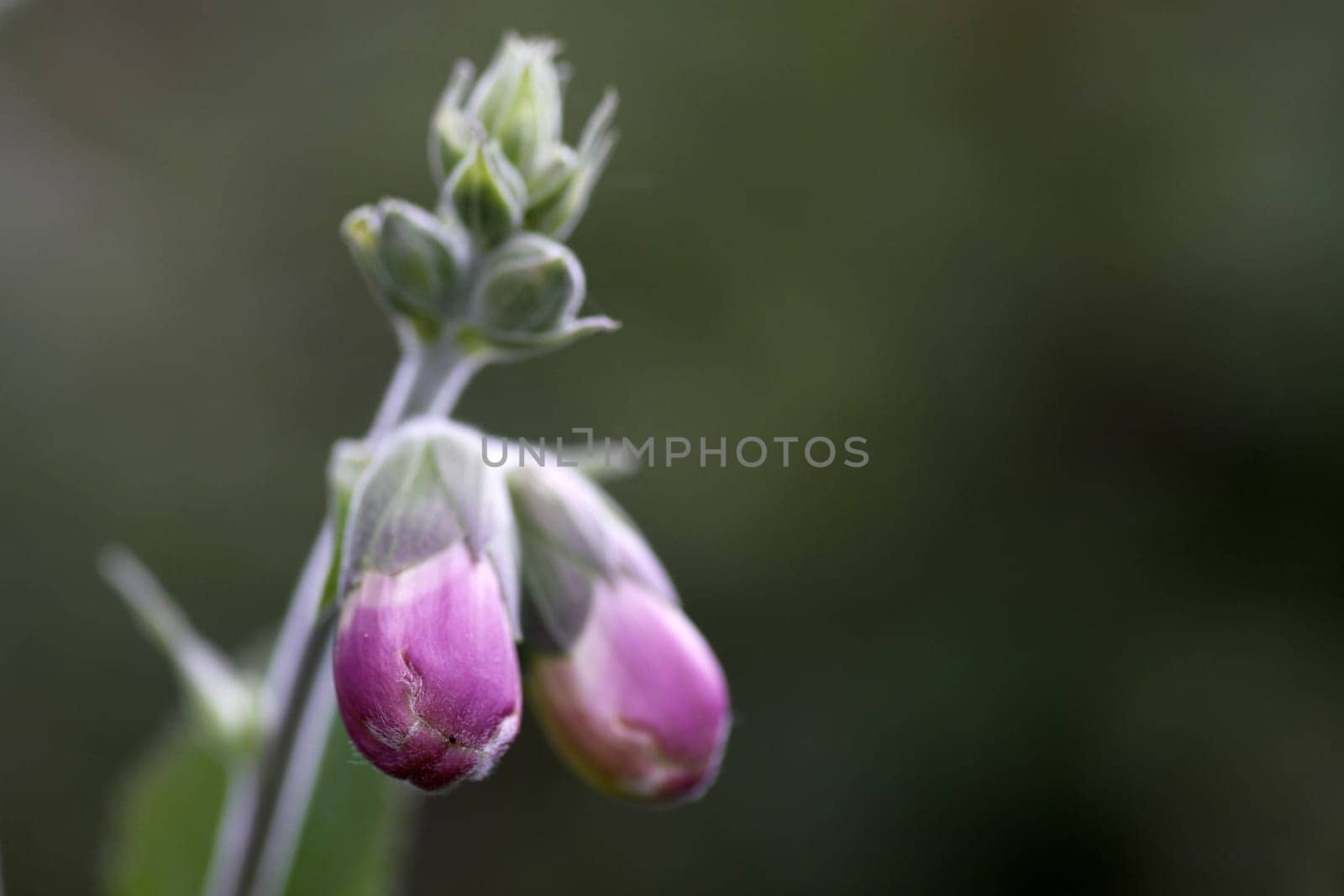 Red foxglove