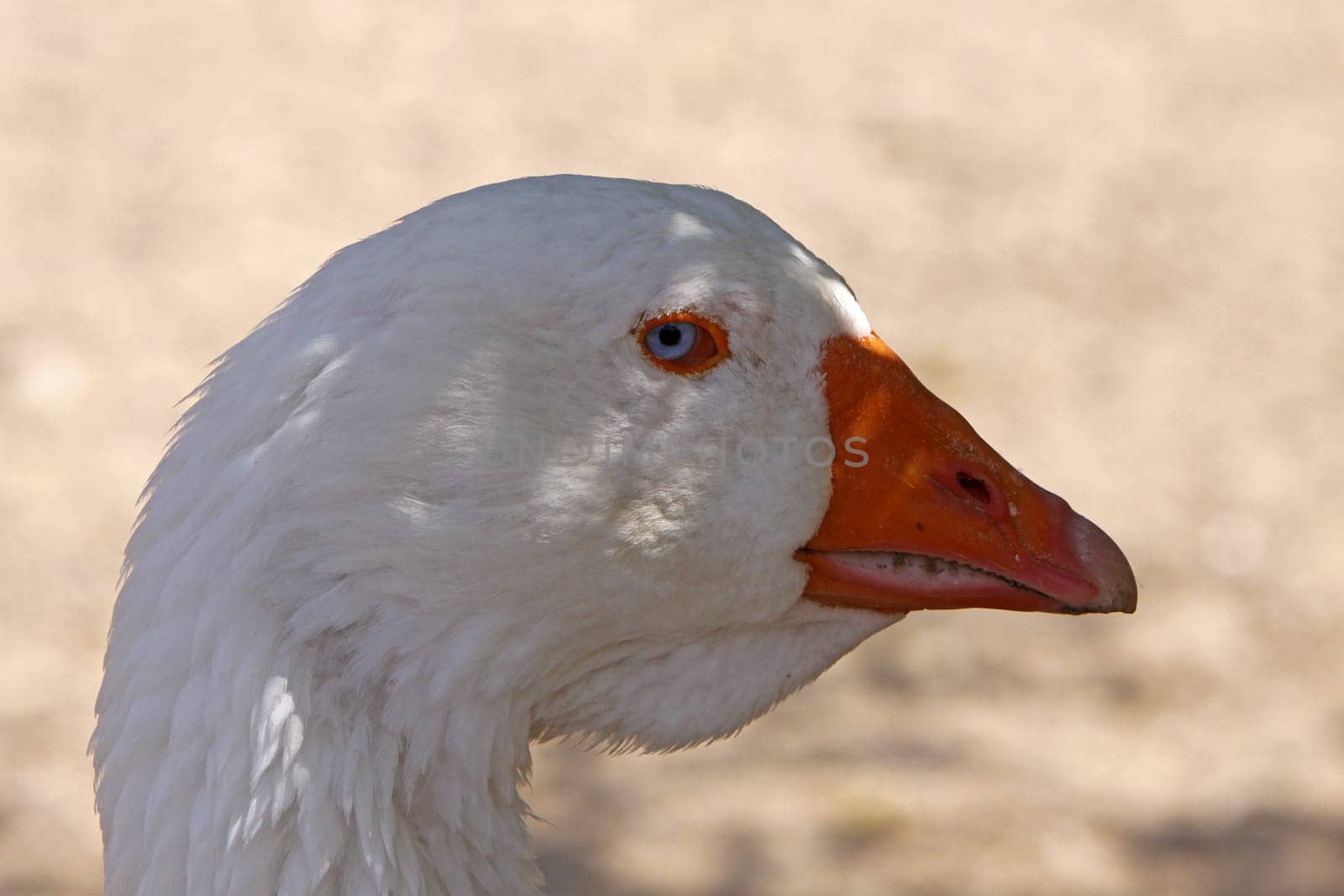 Portrait of a domestic goose
