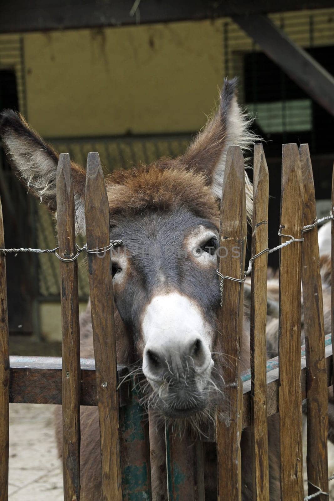 Brown donkey peeking through a fence