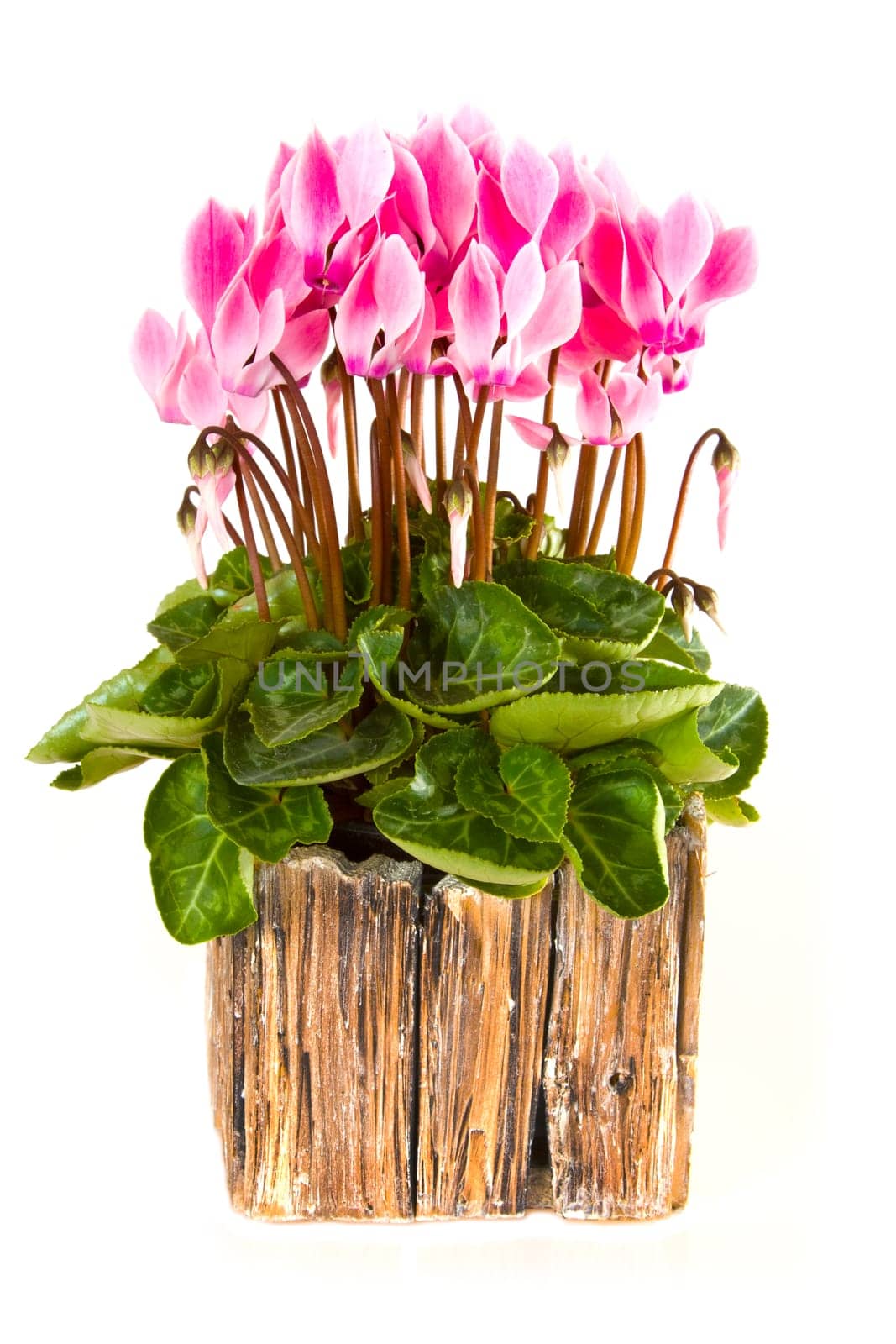 Usmabara violet in pot isolated on white background