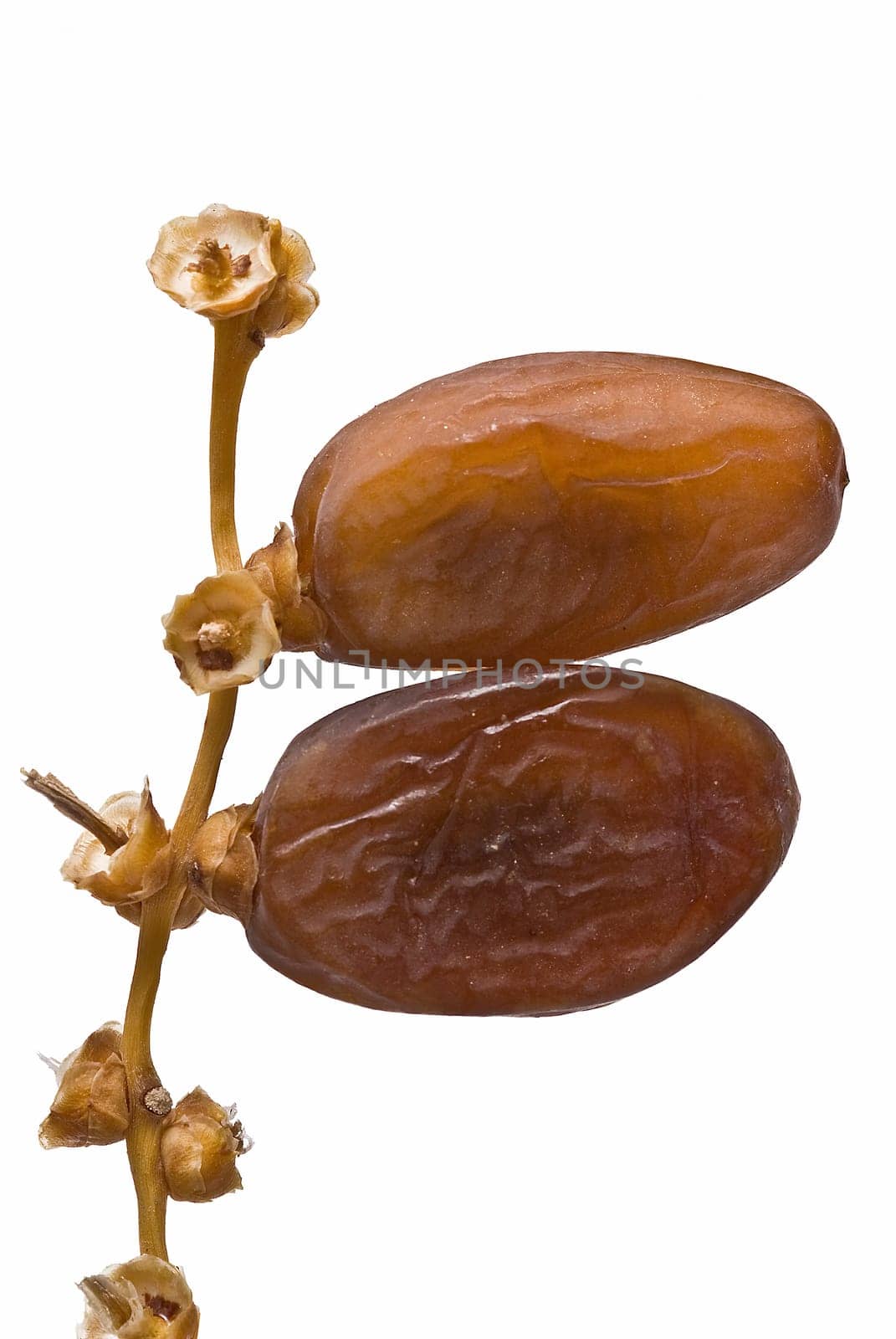 Date fruit isolated over a white background.