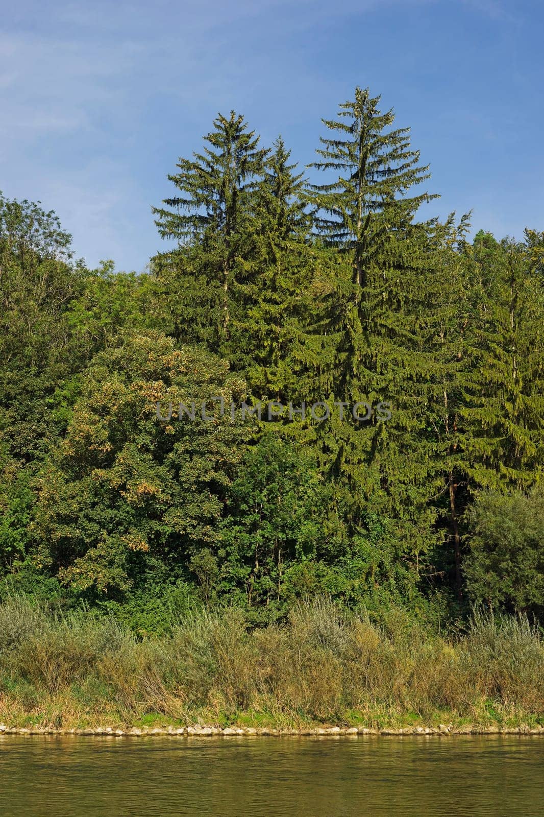 Typical wooded bank of the Isar in Bavaria
