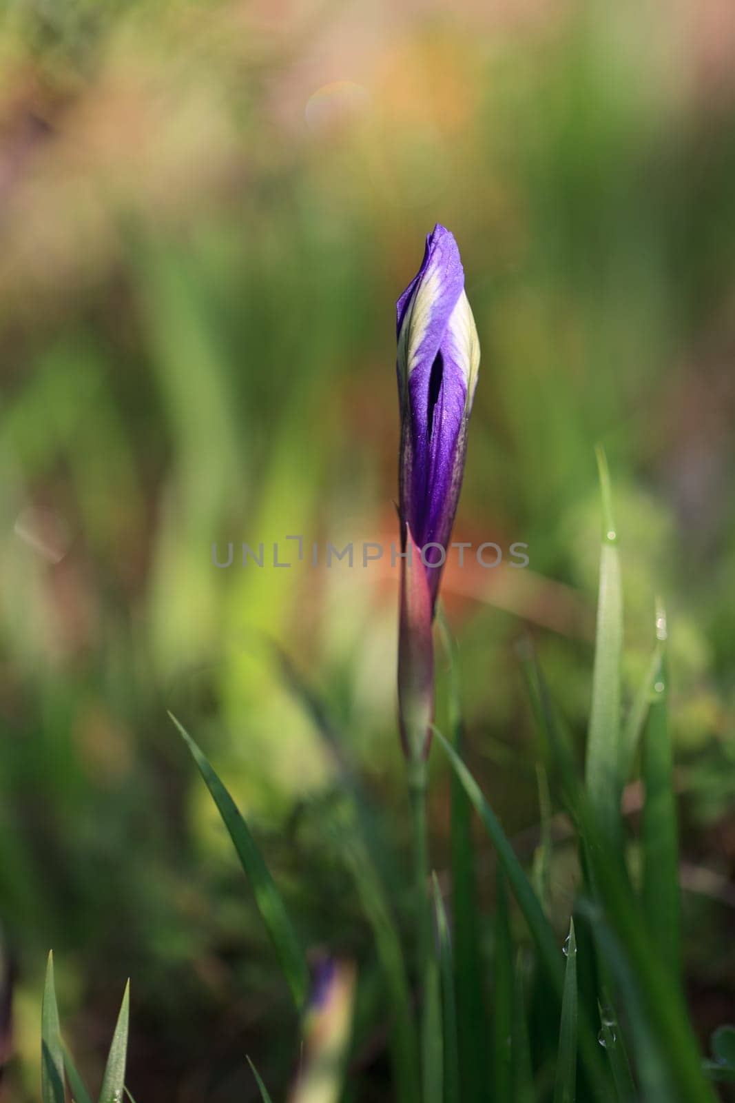 detail with a beautiful wild iris flower