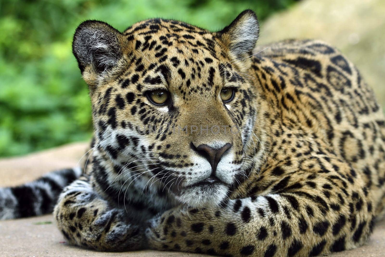 JaguarPortrait
