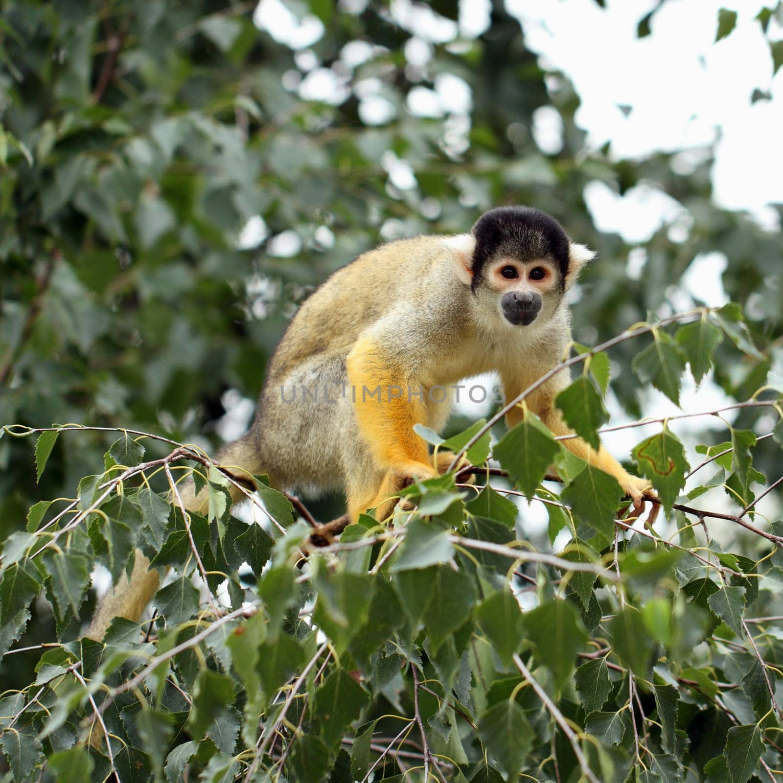 detaif of squirrel monkey