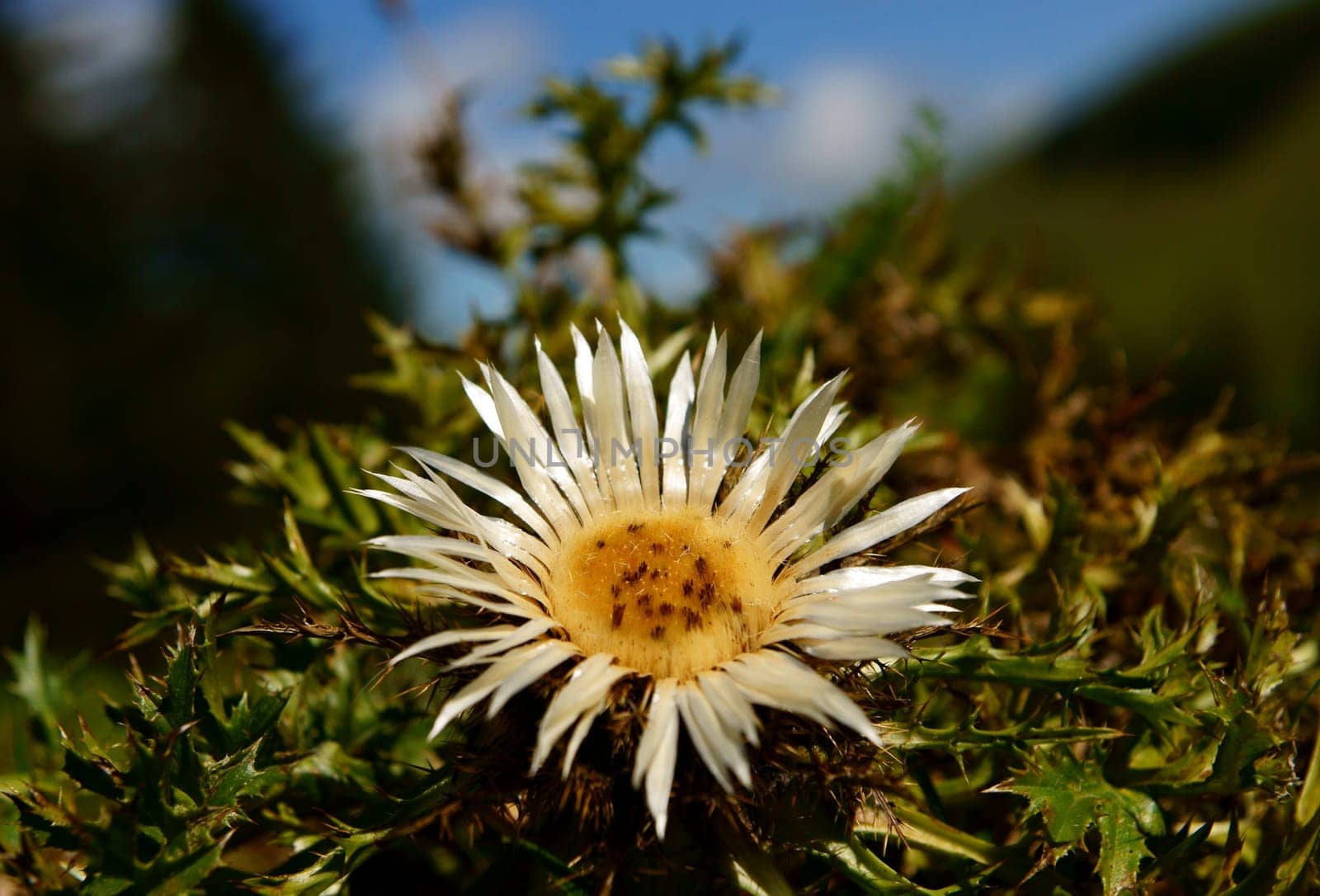 Silver thistle