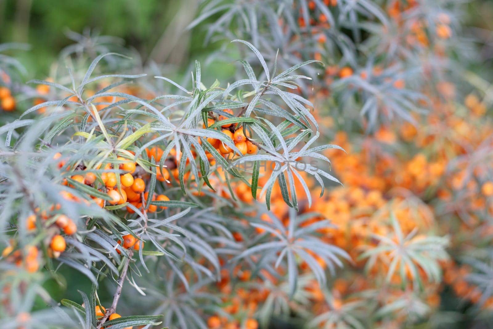 Sea buckthorn