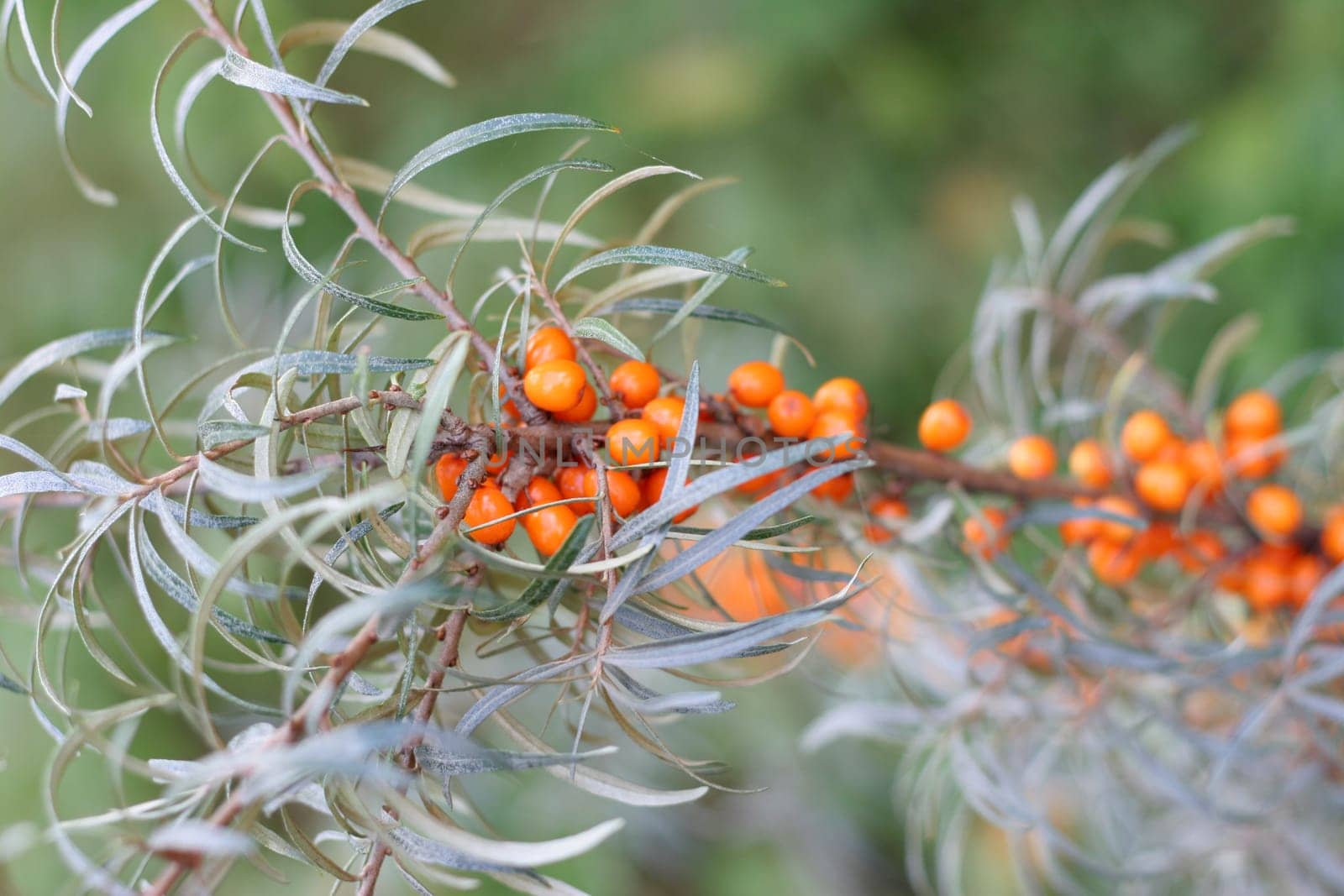 Sea buckthorn