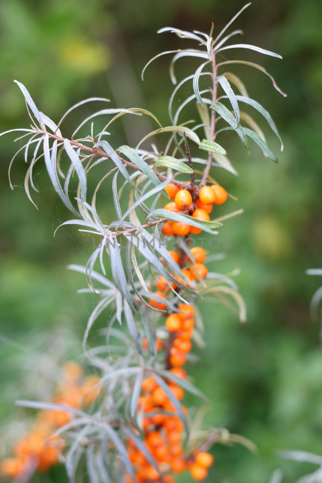 Sea buckthorn