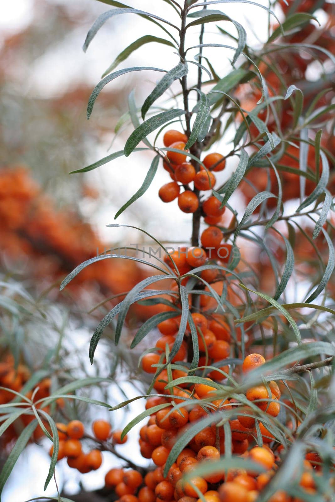 Sea buckthorn