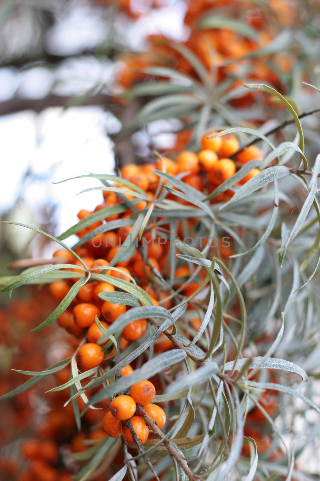 Sea buckthorn