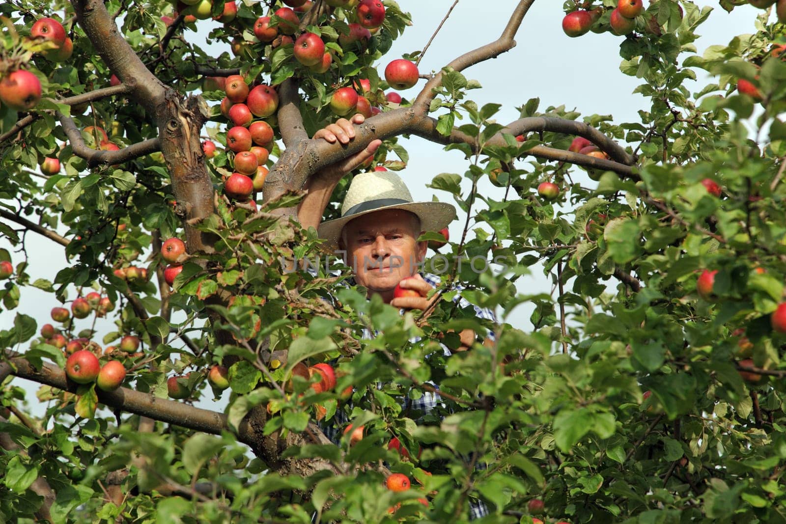 Senior in the apple tree