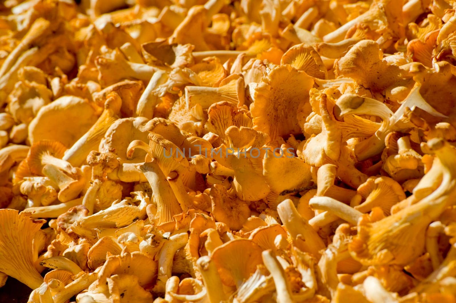 Yellow small mushrooms taken as clouse up