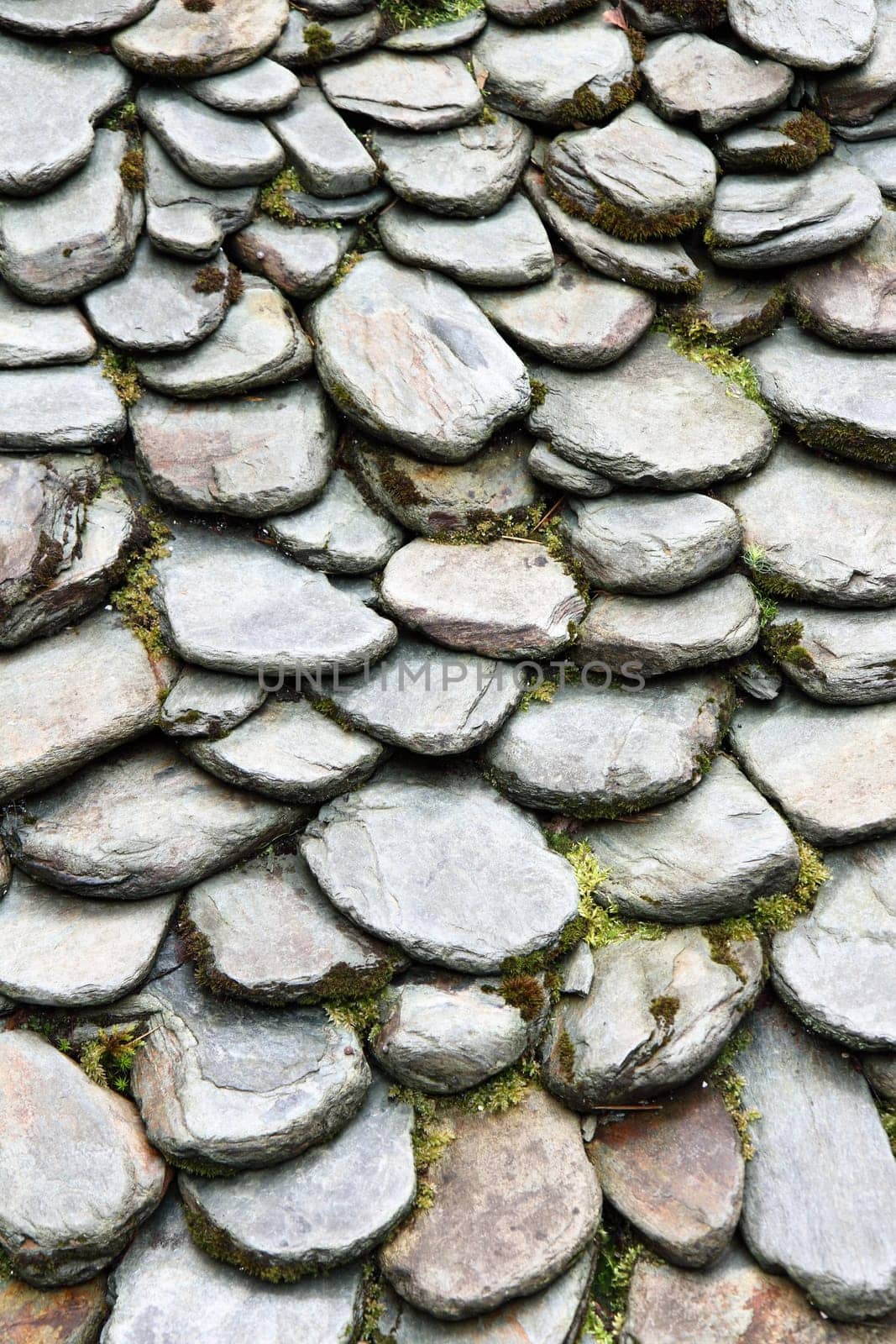 Green garden - grass and stone way