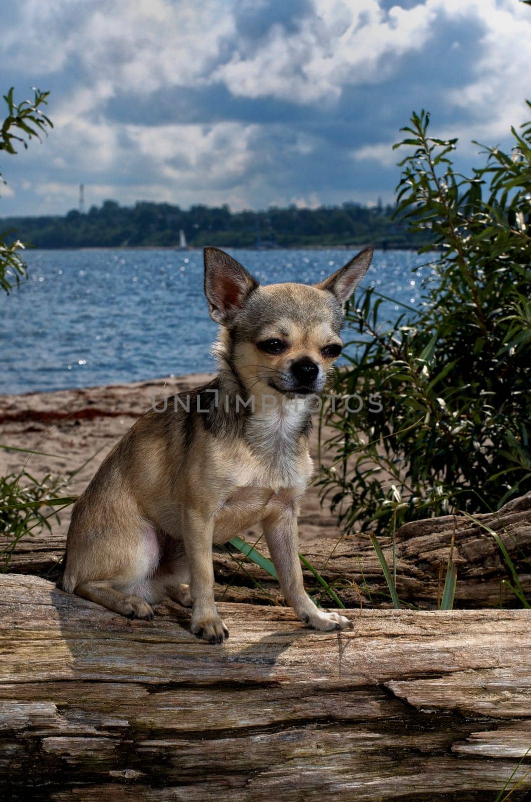 Pet portrait of a Chihuahua