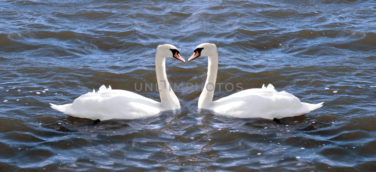 two swans in love on a lake in ireland about to touch beaks