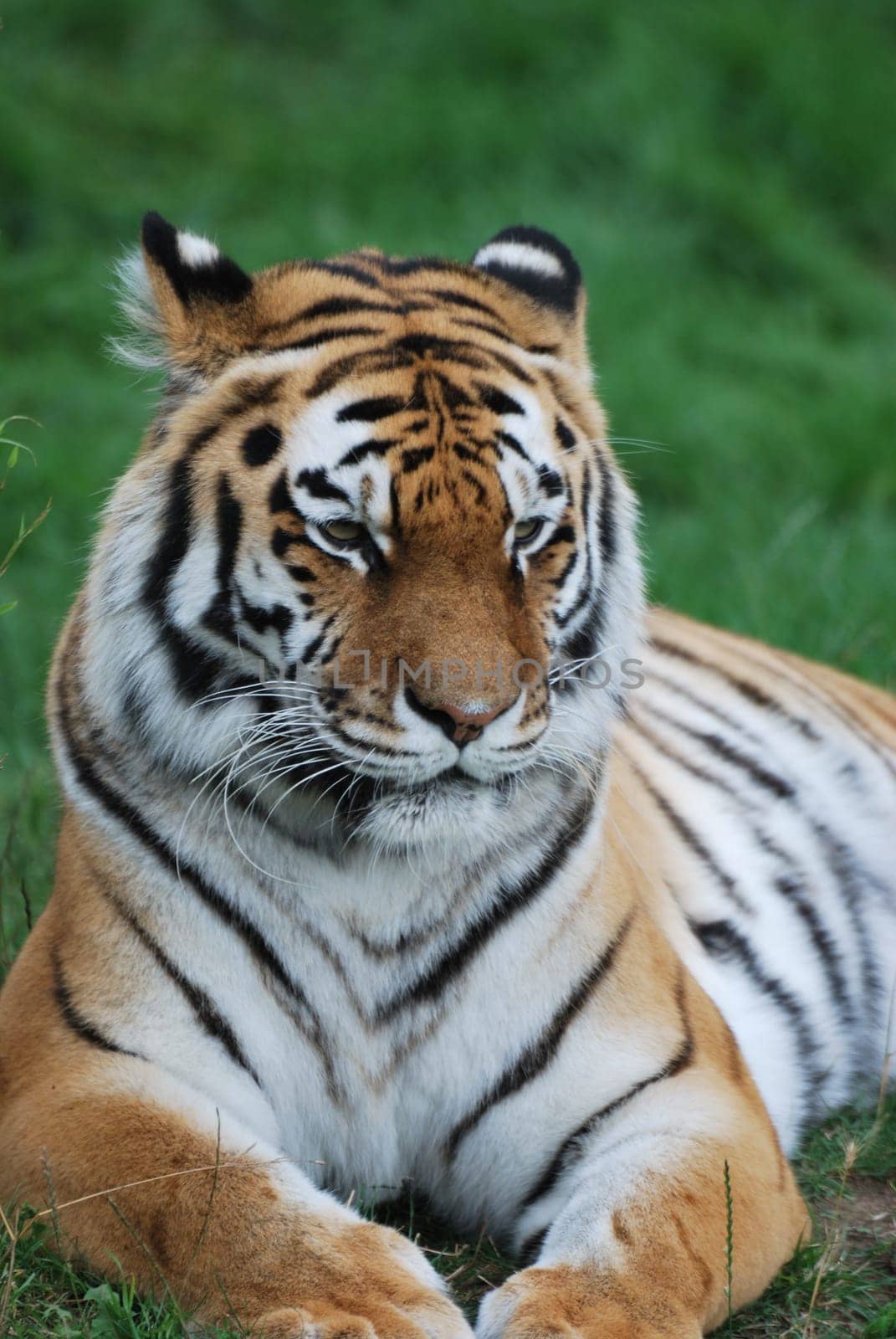 Amur tiger lying down