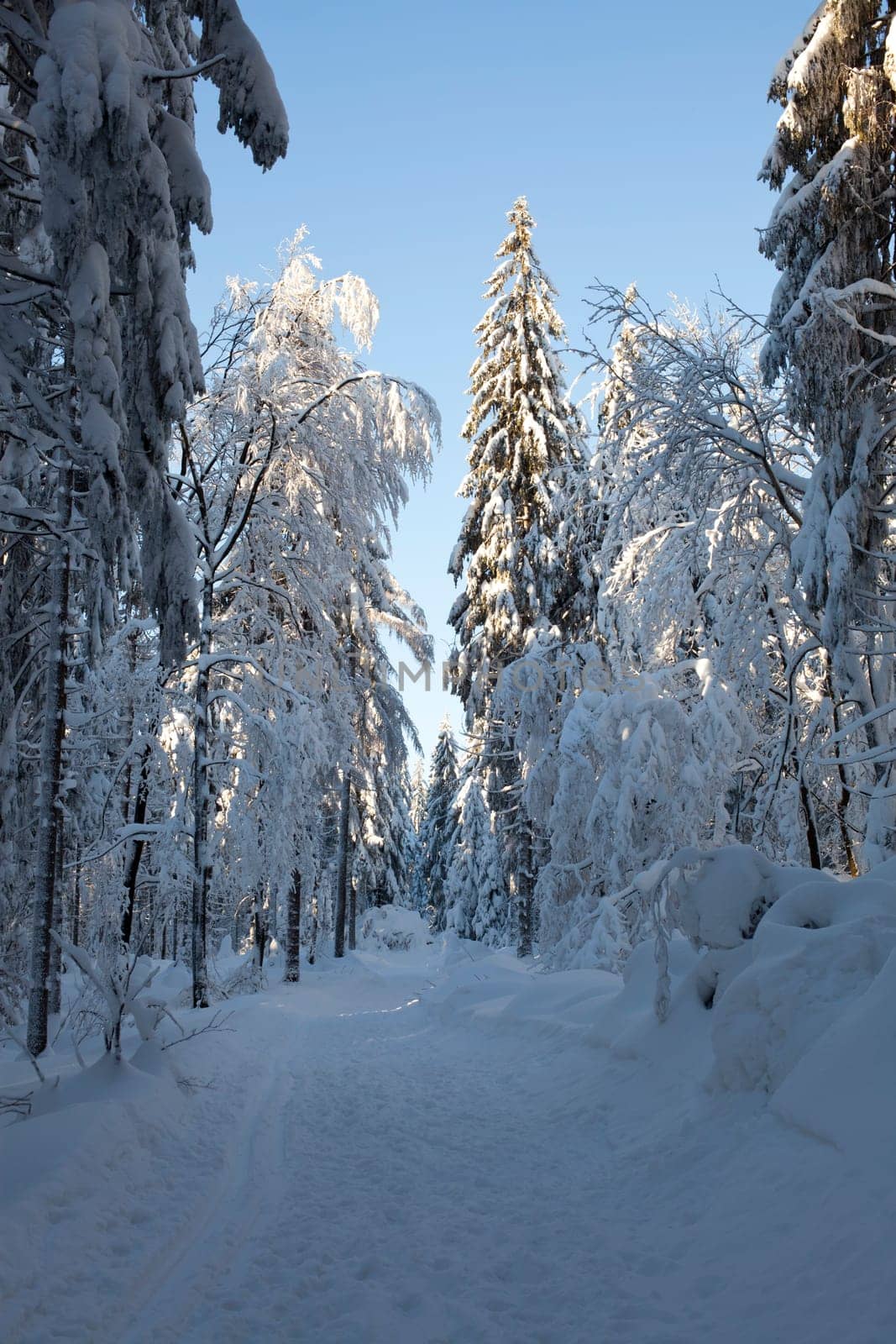 Forest path - snow-covered spruce trees