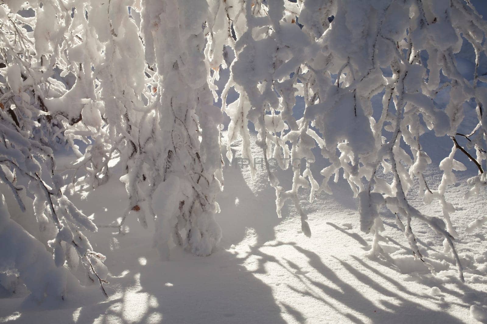 Winter forest - snow-covered spruce trees