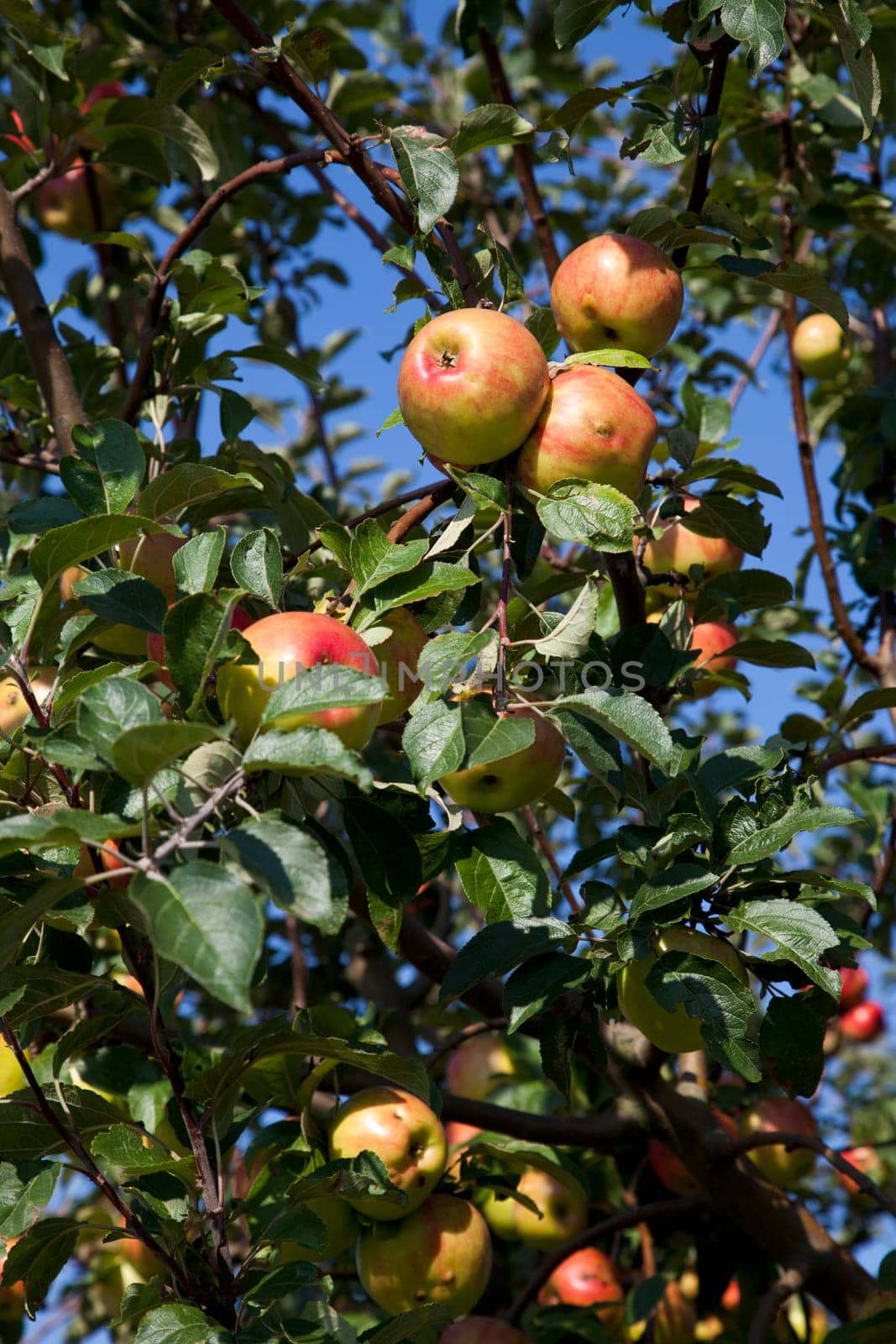 Ripe apples with leaves on the apple tree