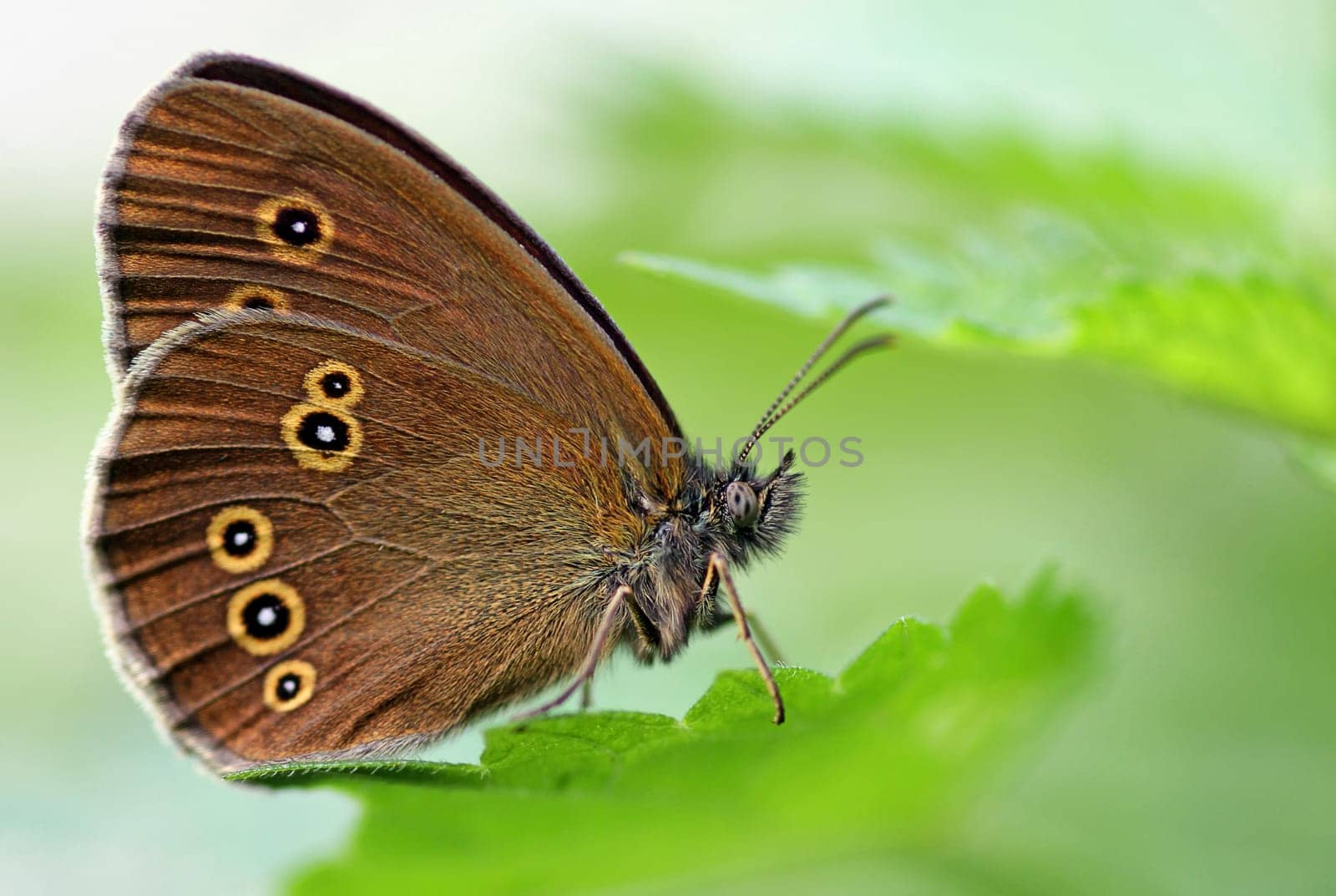Aphantopus hyperantus