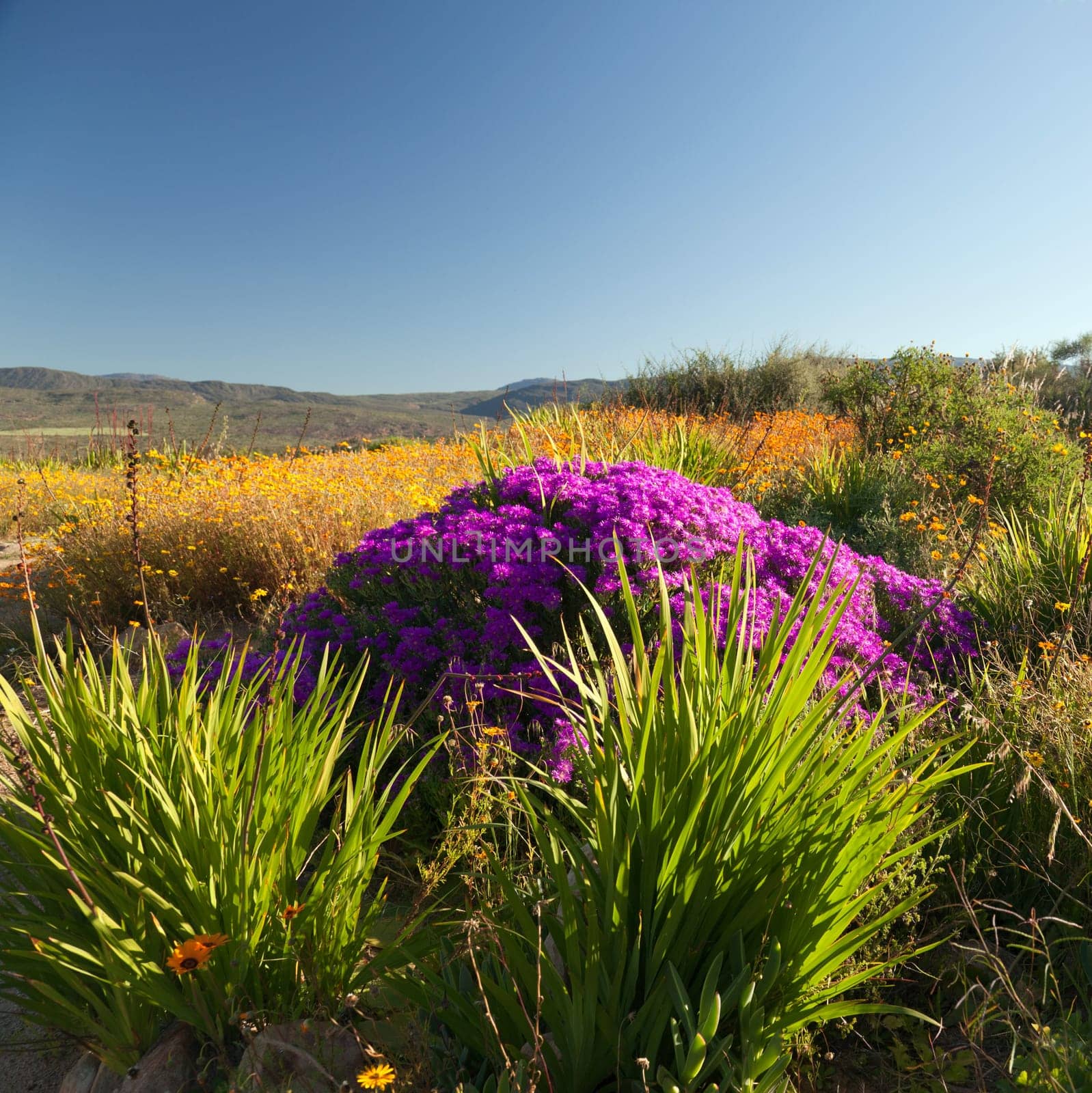Landscape with magnificent flowers and plants - square