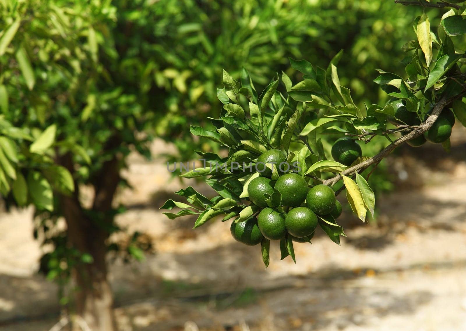 Orange orchard with unripe oranges