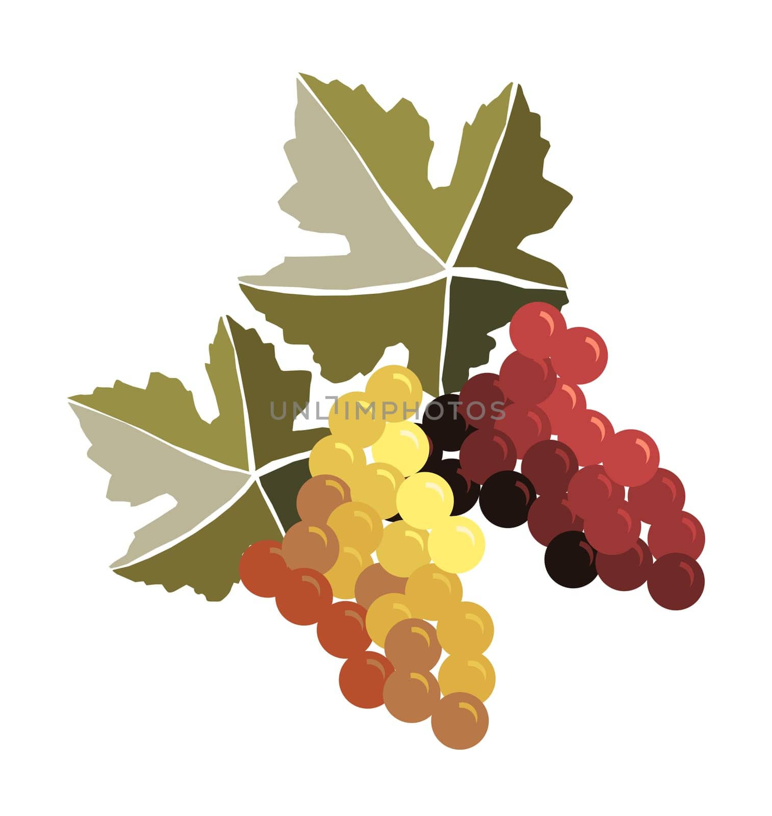 Bunches of grapes over a white background