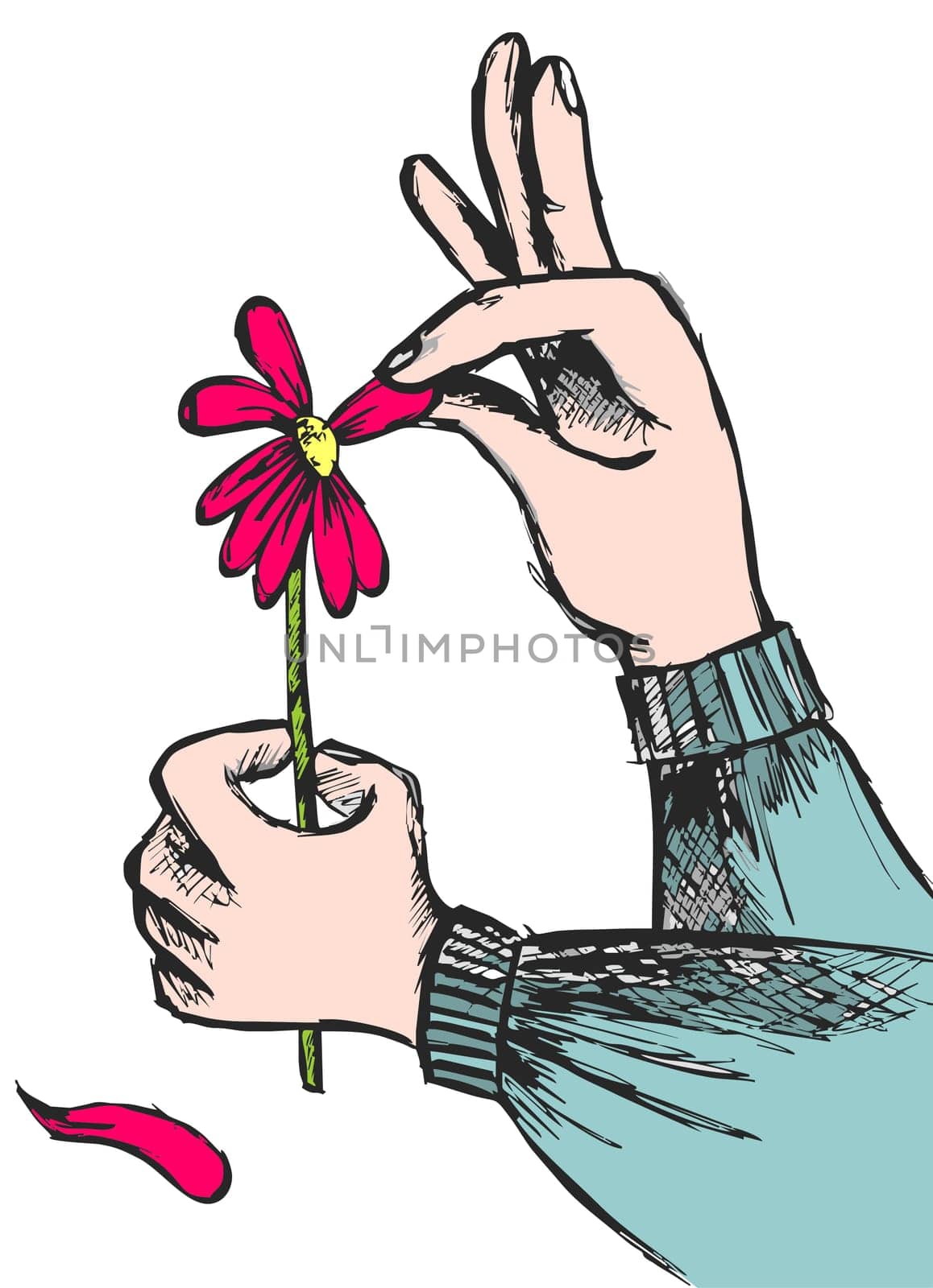 Hands plucking off the petals of a red flower on white background. Vector available