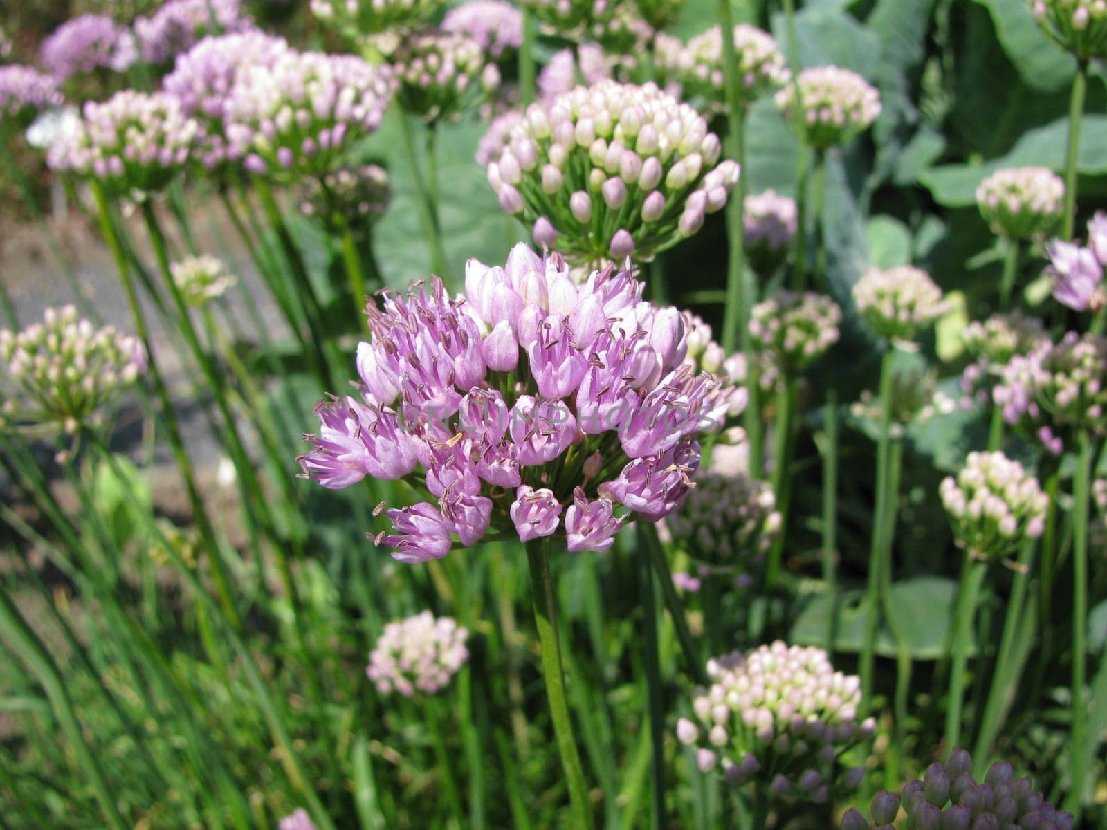 Mountain leeks with inflorescences