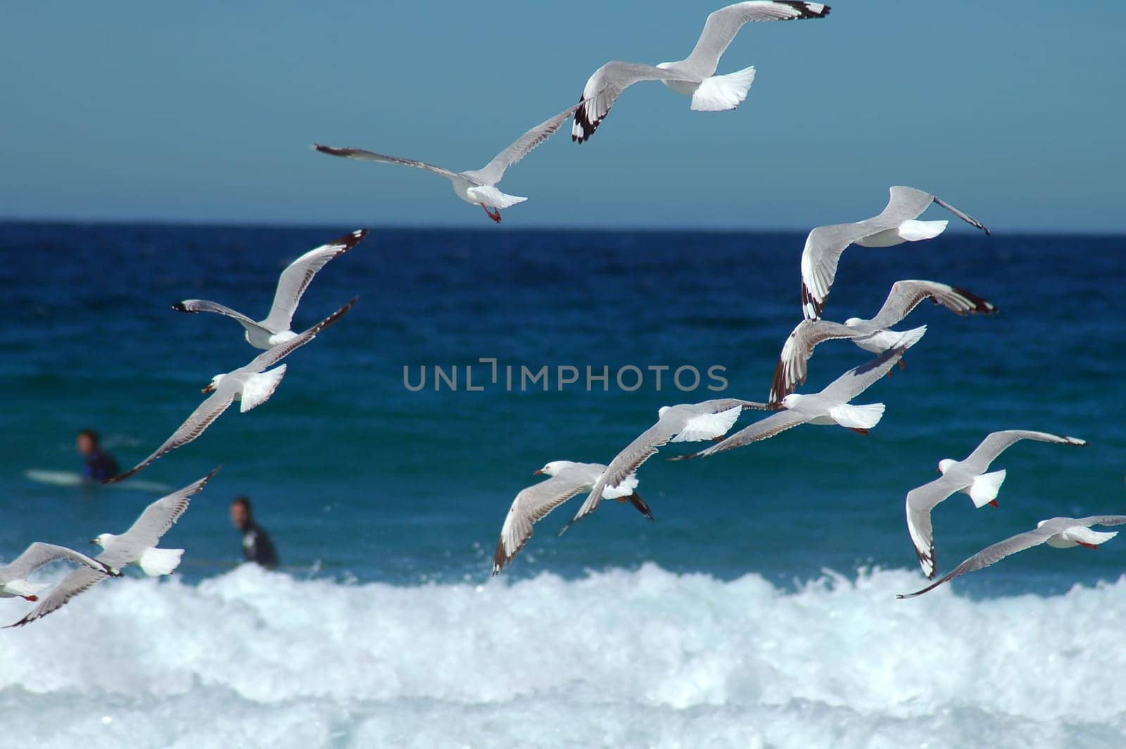 several sea-gulls flying near coastline, defocused surfers in background