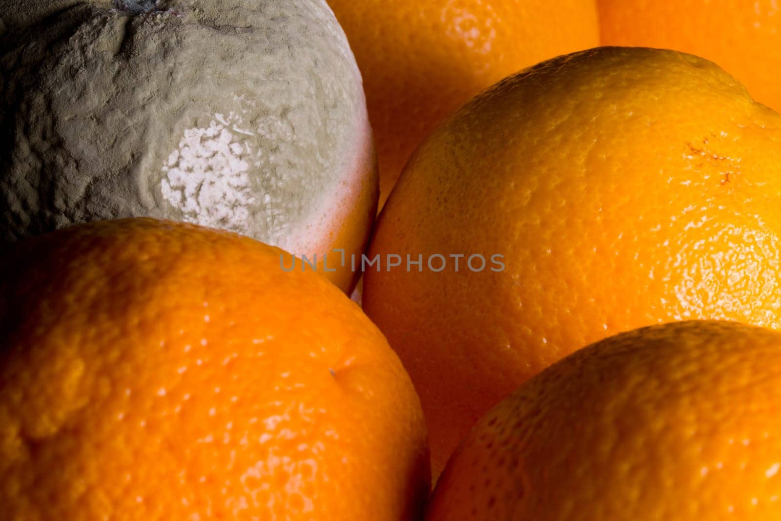 Green mouldy powder on the side of an orange among other oranges