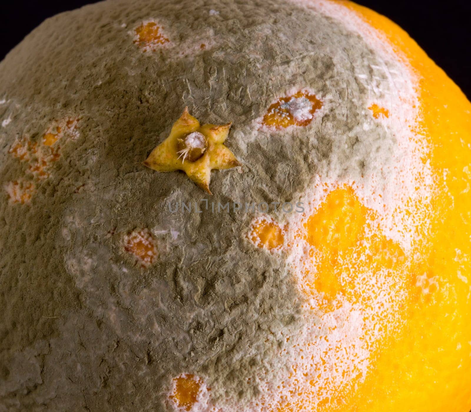 Green mouldy powder on the side of an orange in macro