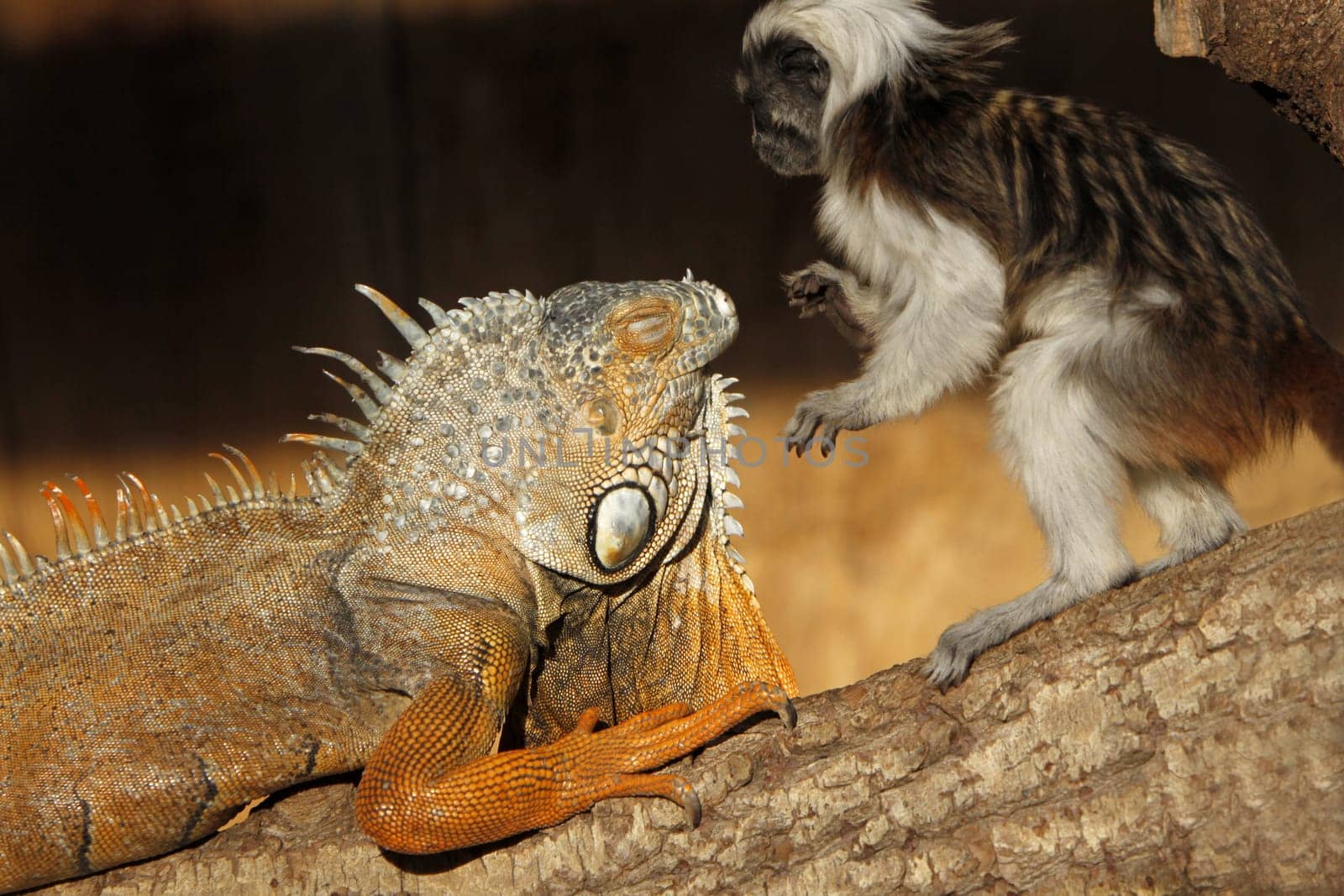 Green iguana and curious Liszta's monkey