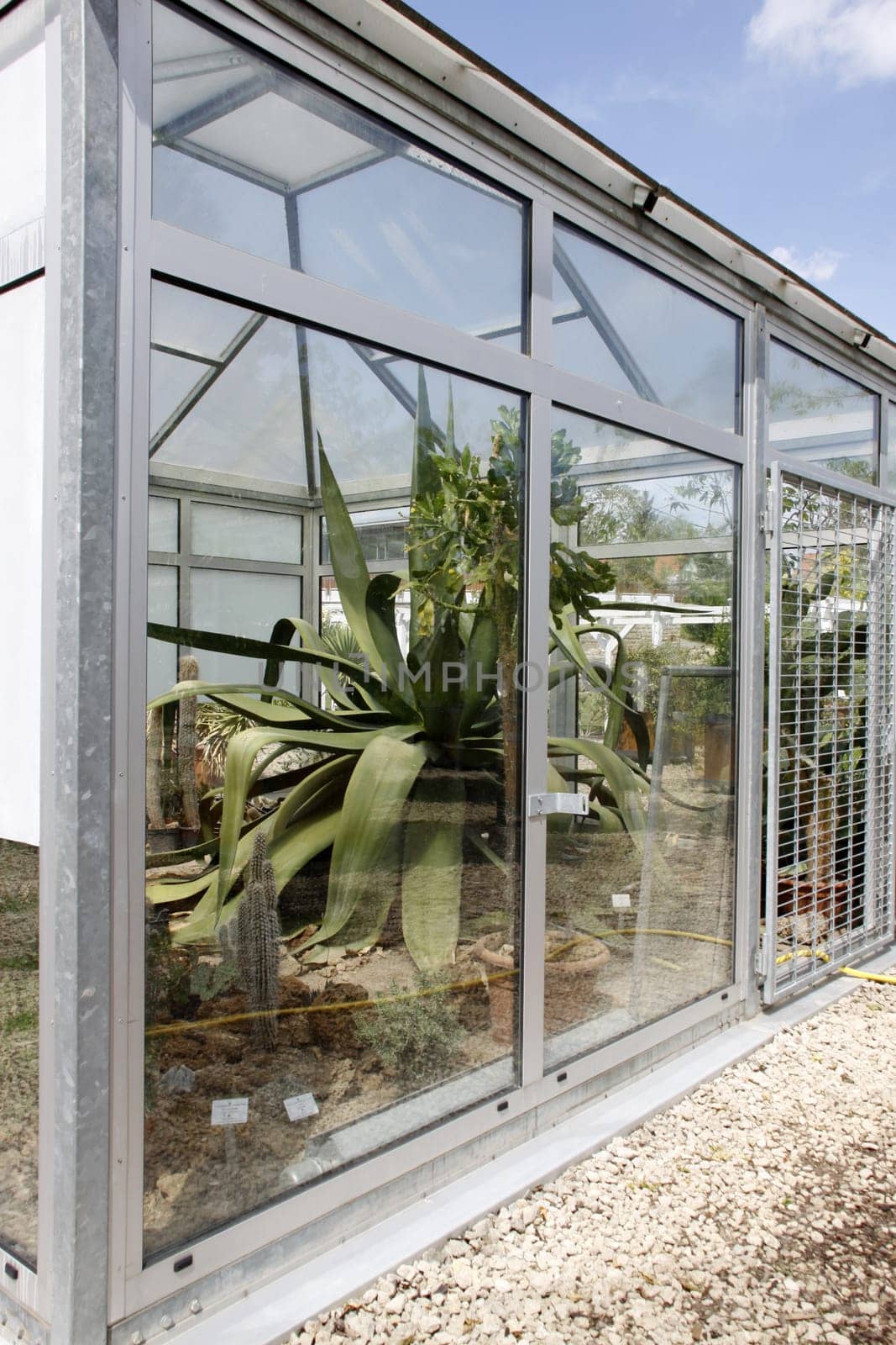 Agave longissima in a greenhouse