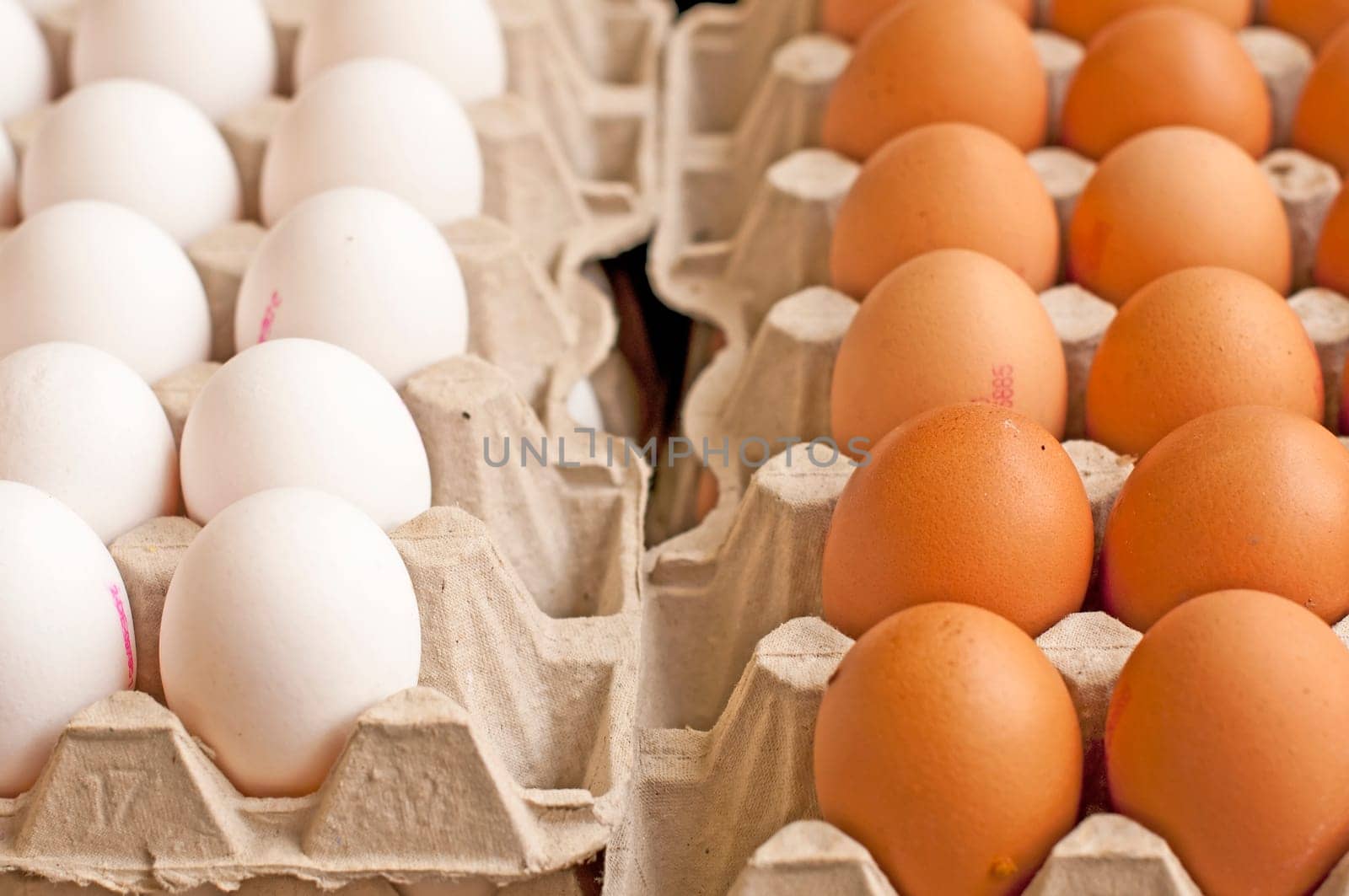 Egg