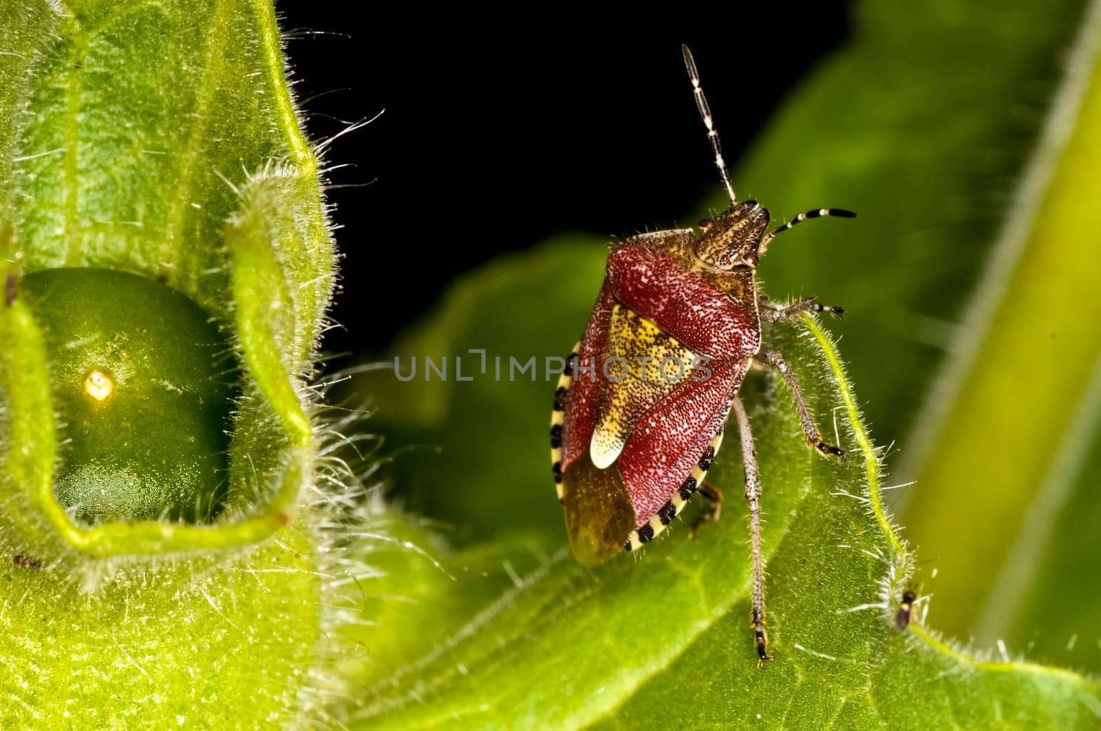 Berry bug,Dolycoris baccarum L.