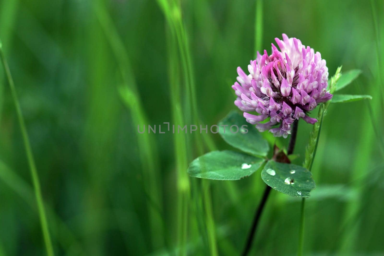Clover blossom after the rain