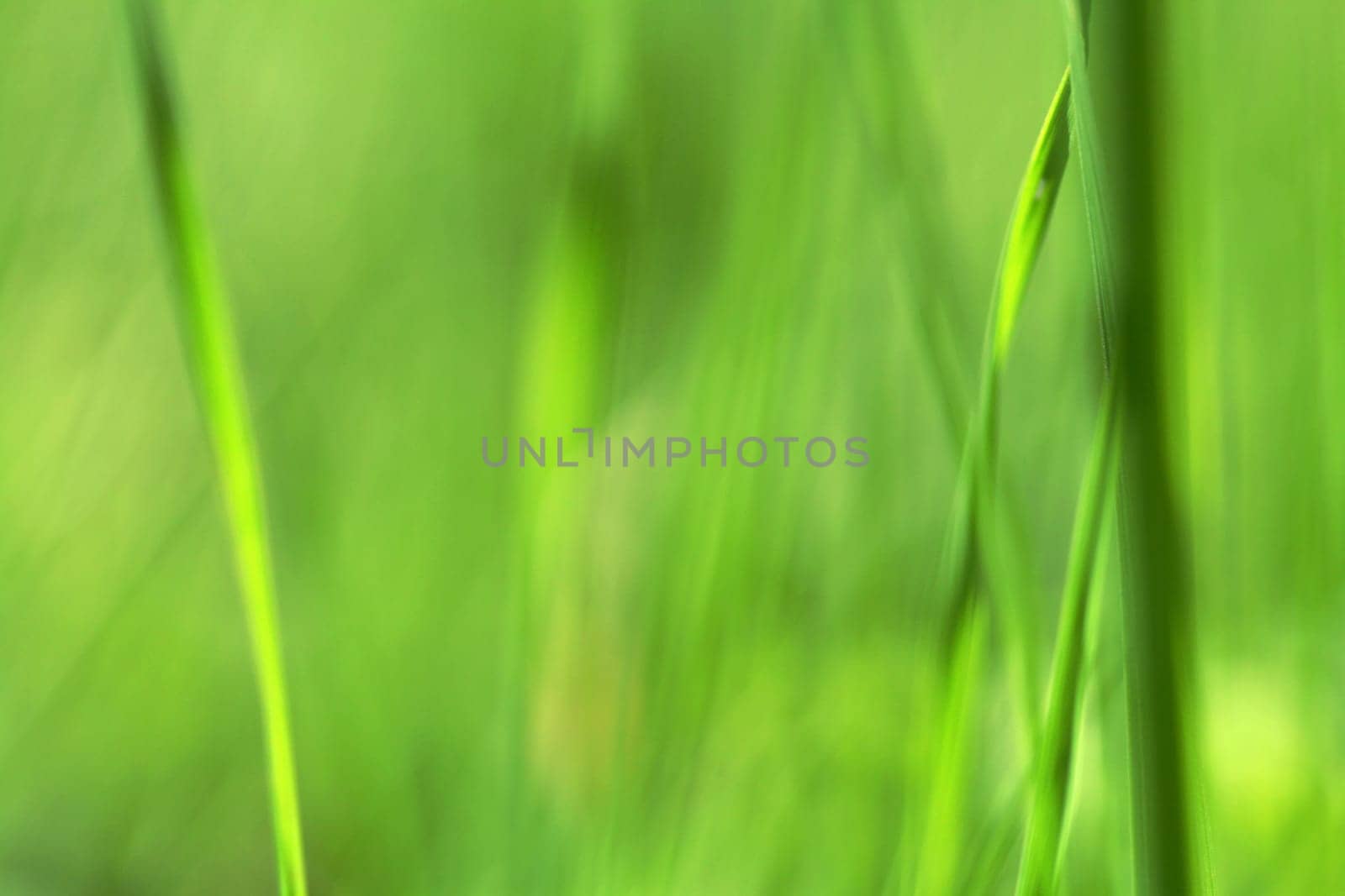 Background - Fine soft lines in green