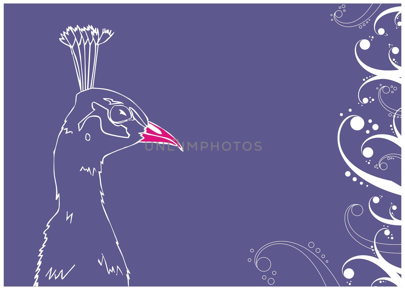 Peacock outline illustration on blue background. Vector available