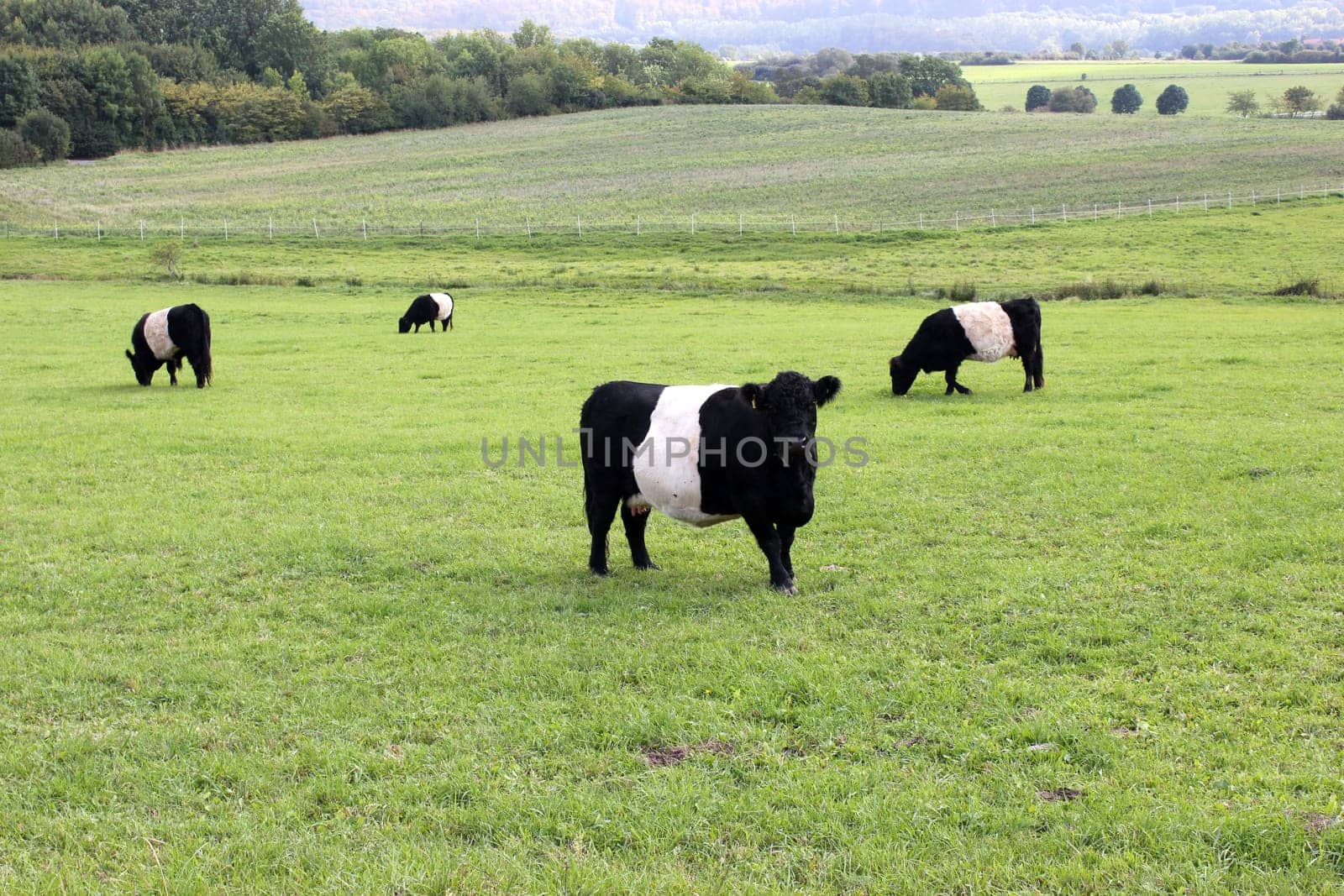 Belted Galloways