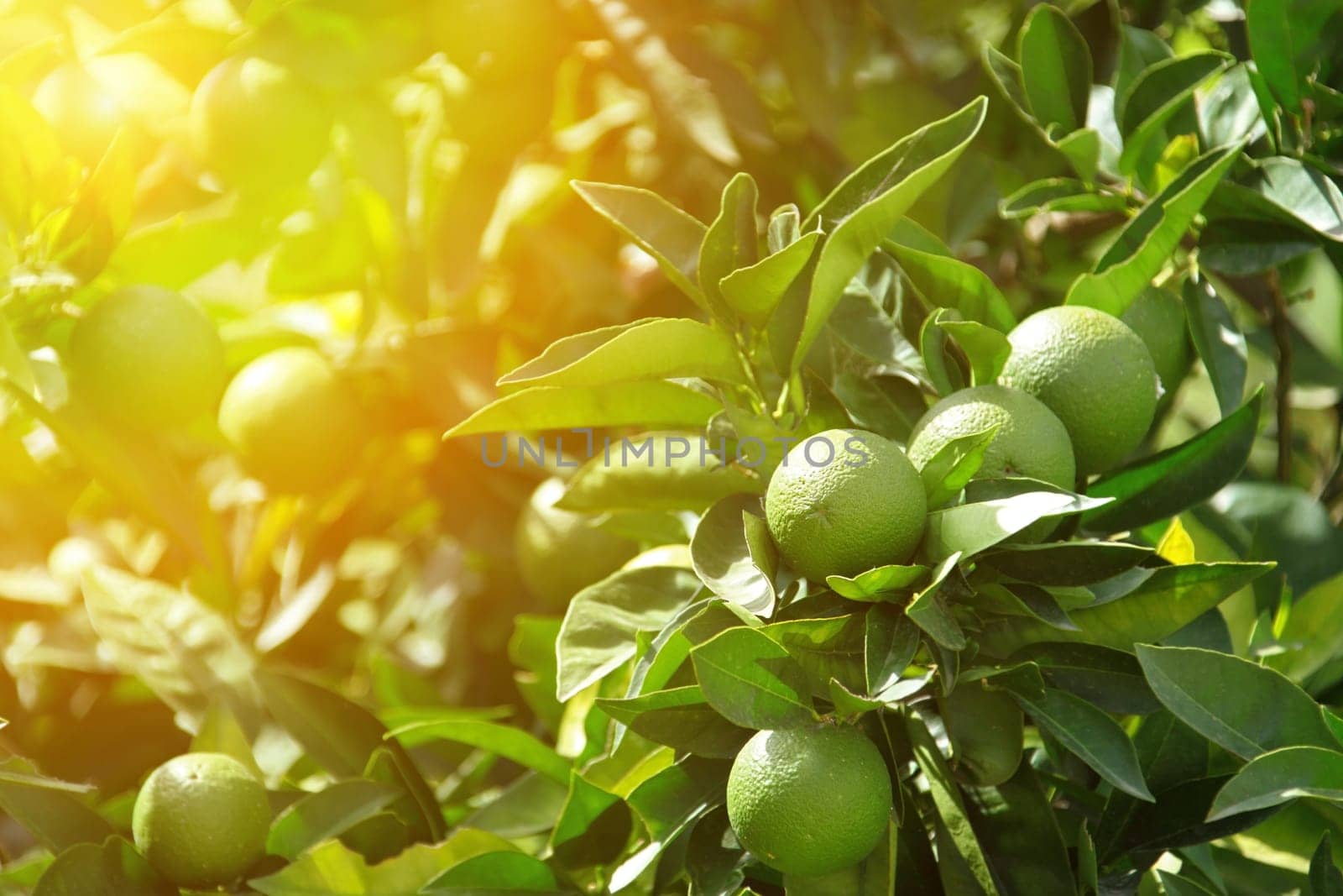 Orange orchard with unripe oranges