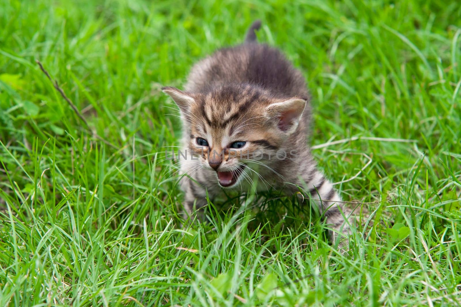 Small cute kitten in the grass