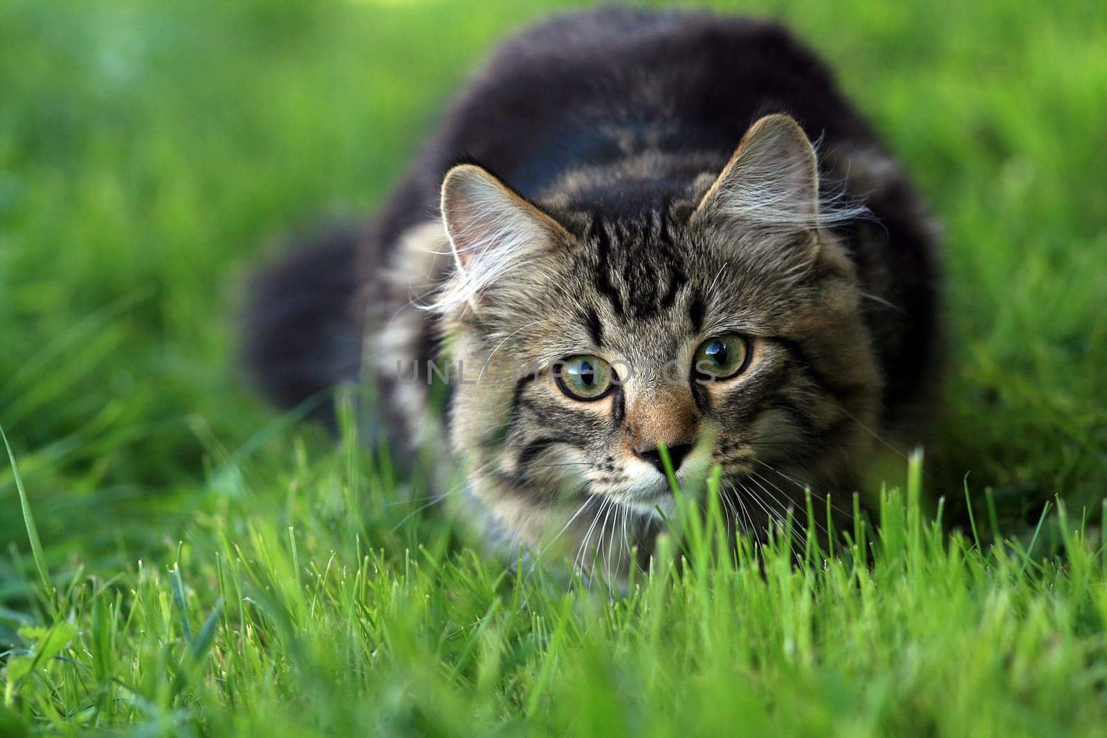 Young cat lying in wait