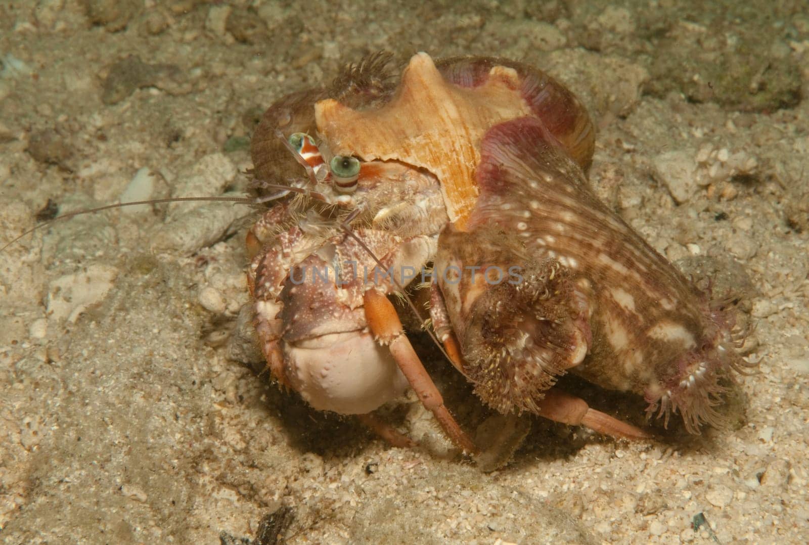 Hermit crab