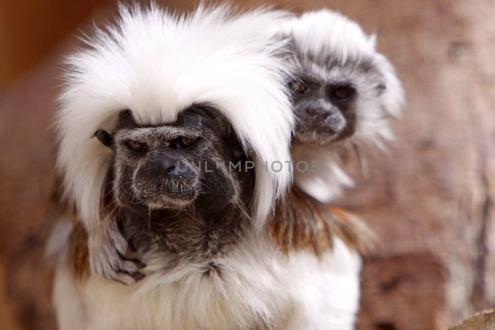 Liszt monkey with cub