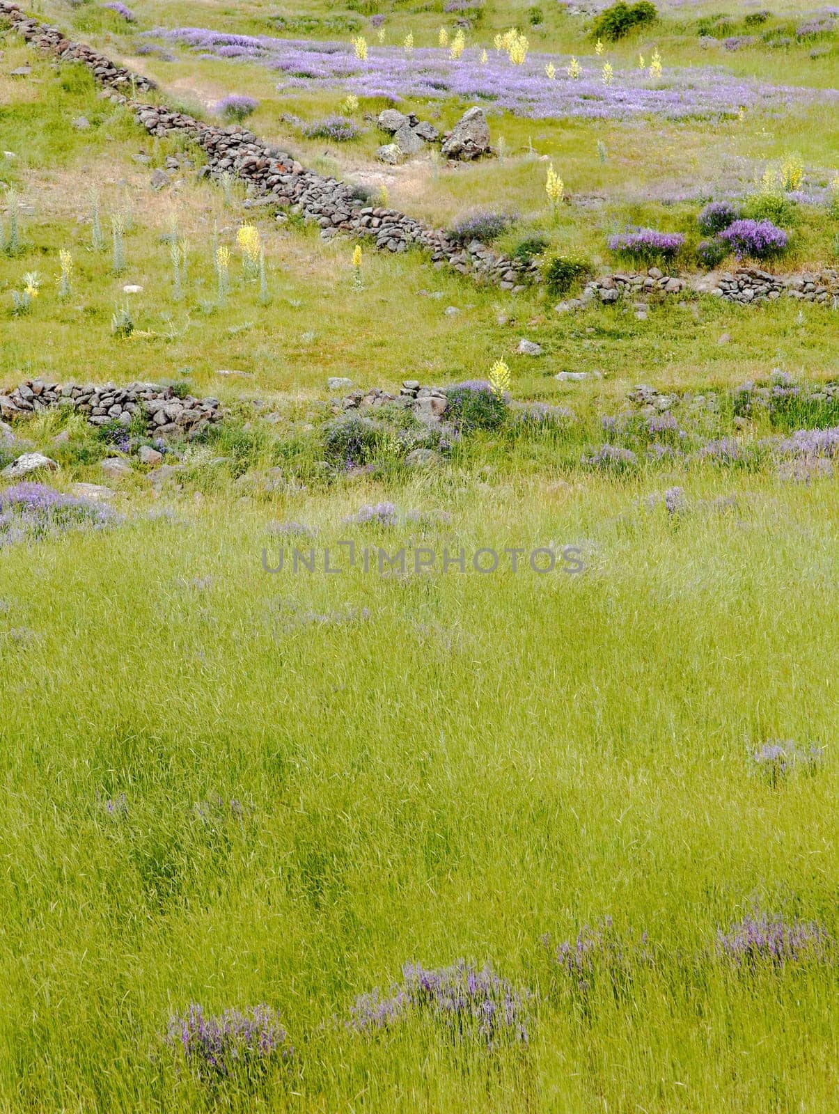 Background texture of lush green grass with sprinkling of lavenders, violets, blue bells, dry walling, primroses portrait crop space and copy area