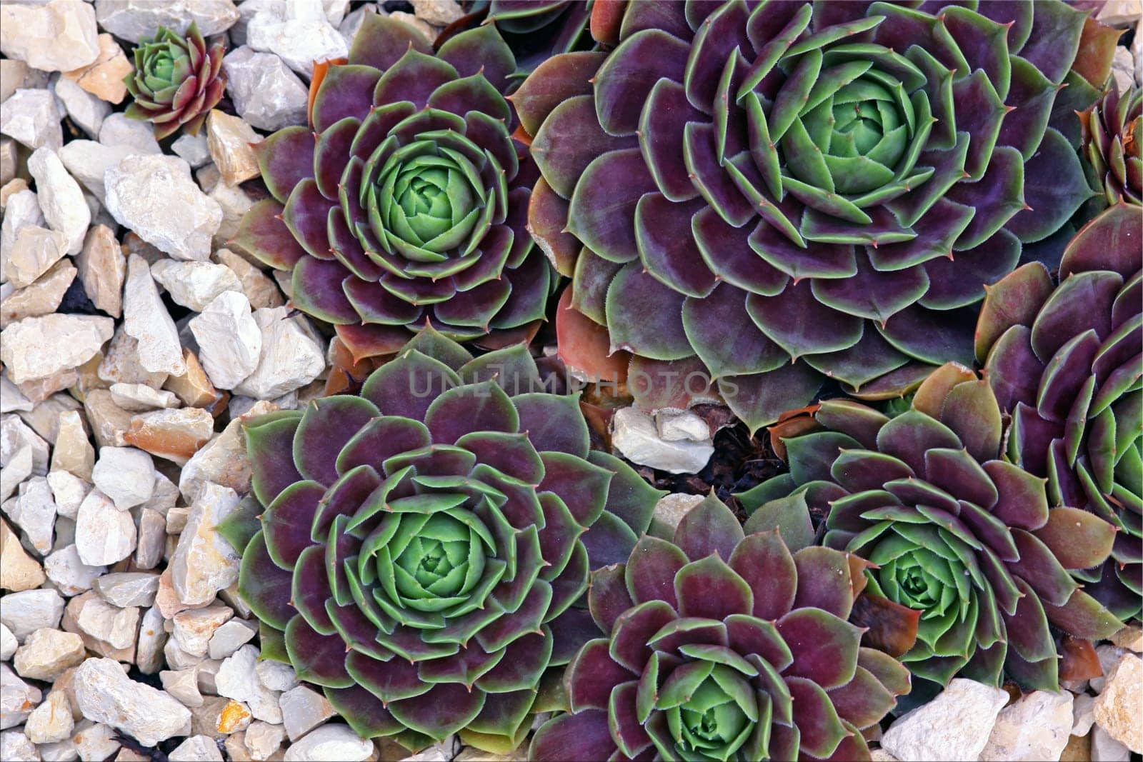Sempervivum heuffelii