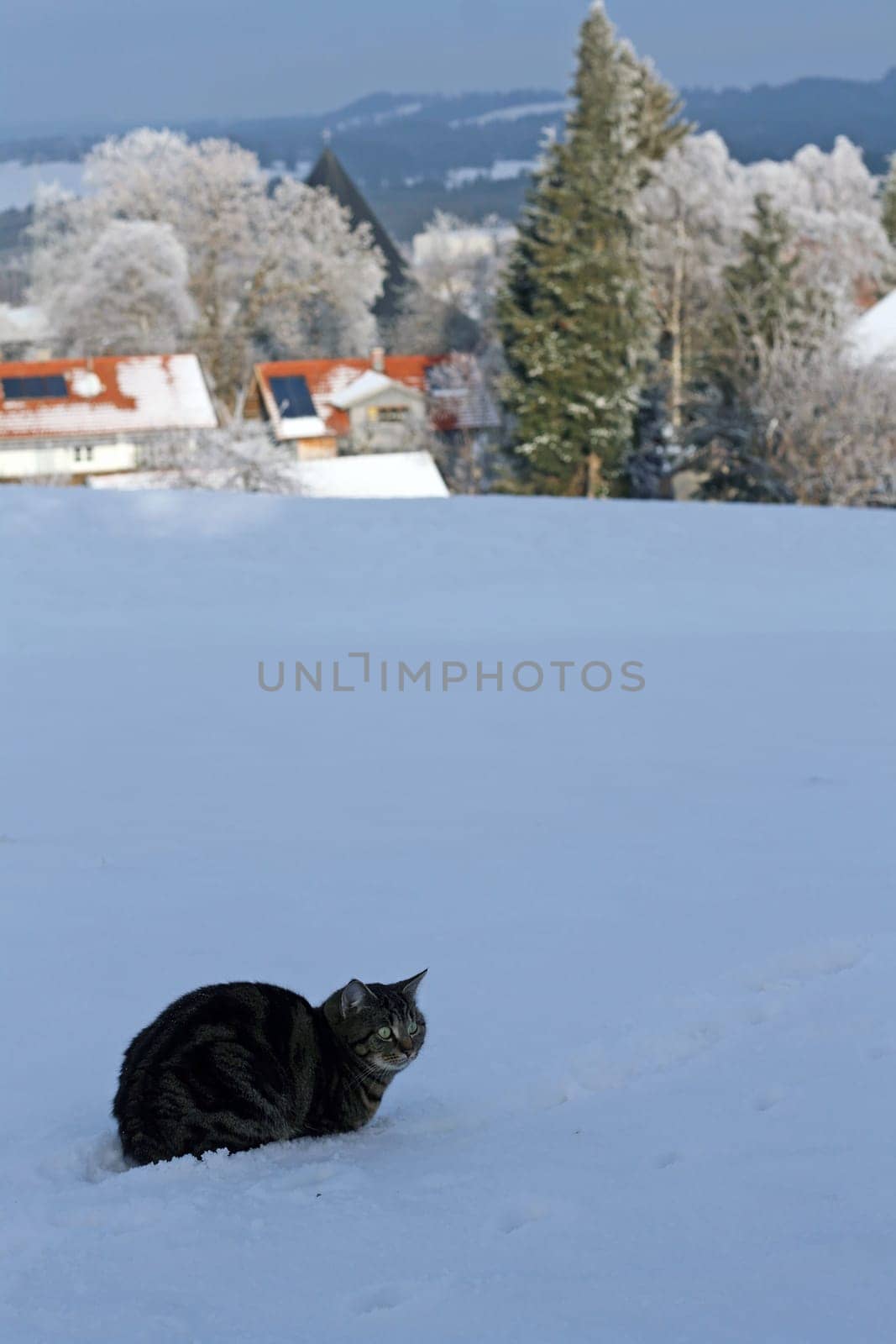 Staying in the snow