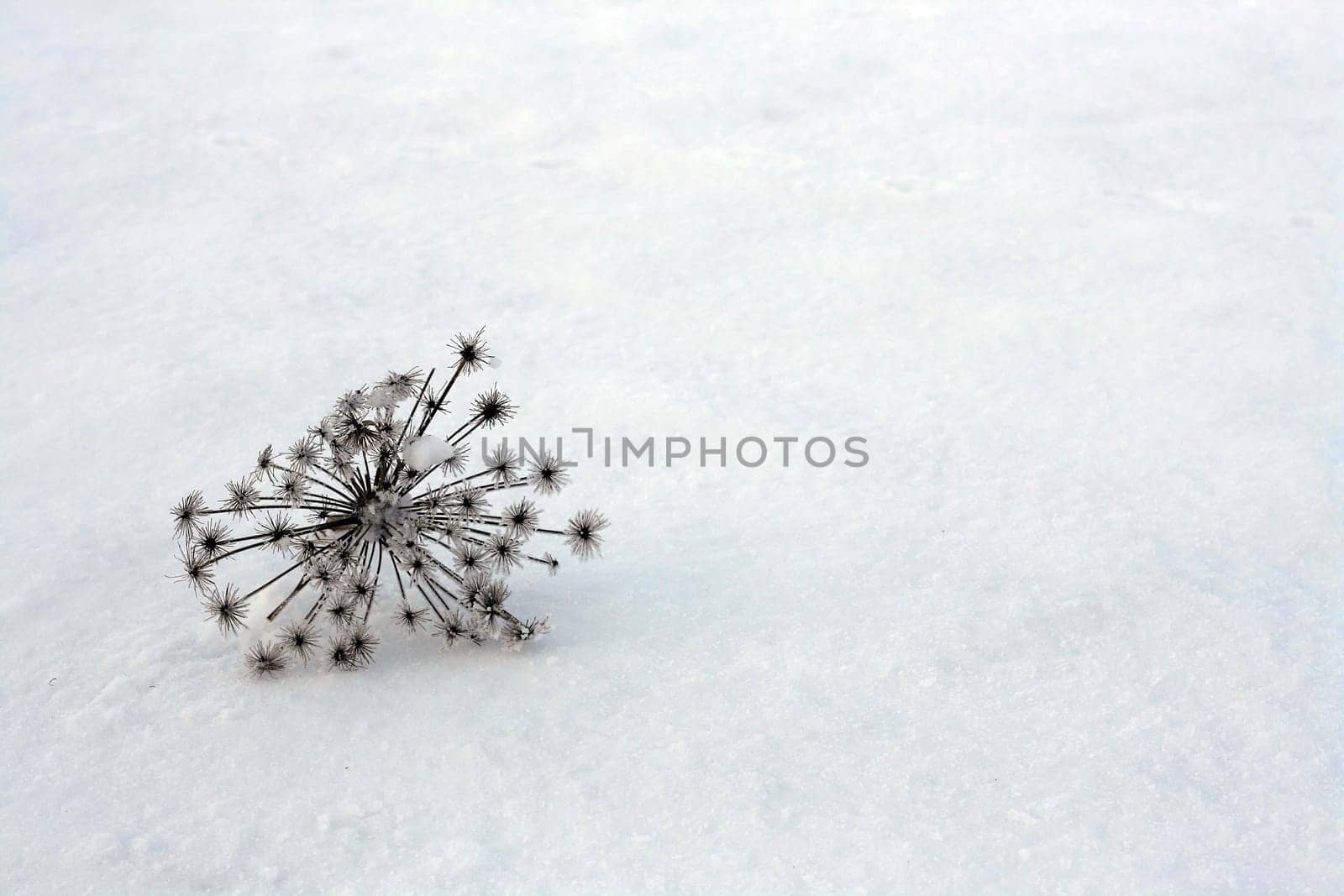 Winter has nature firmly in its grip
